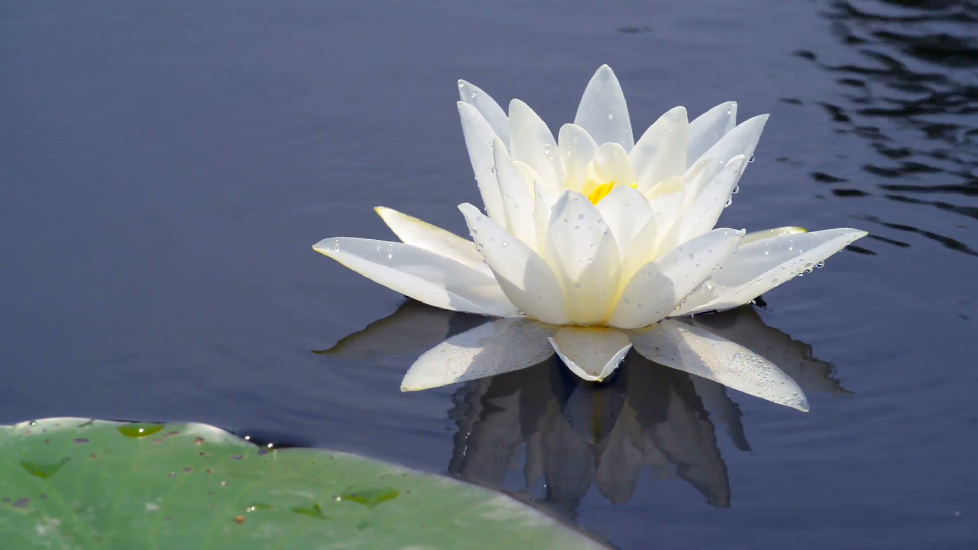 Beautiful water lily with a green leaf in the lake Stock Video ...