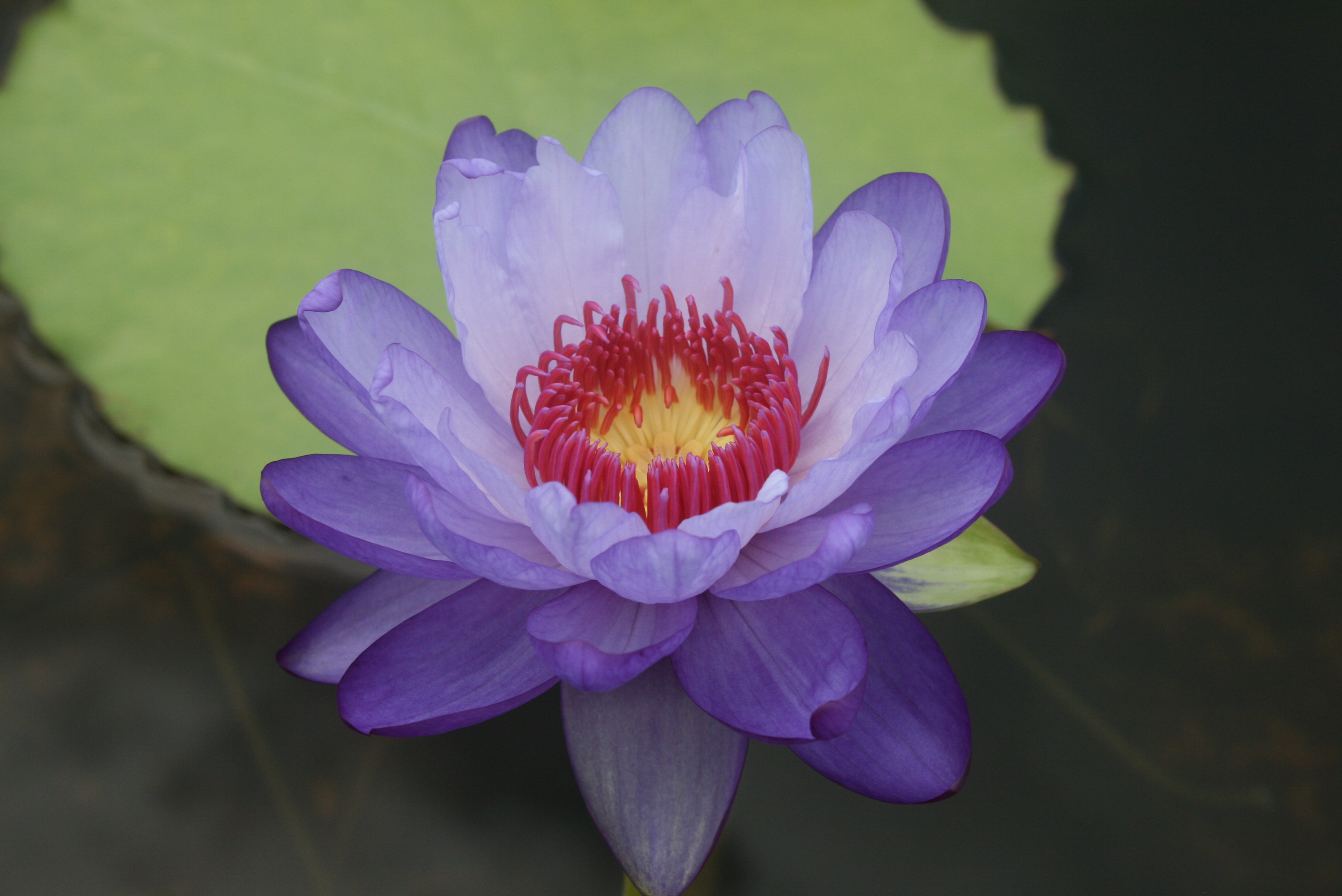 Day Blooming Tropical Water Lilies