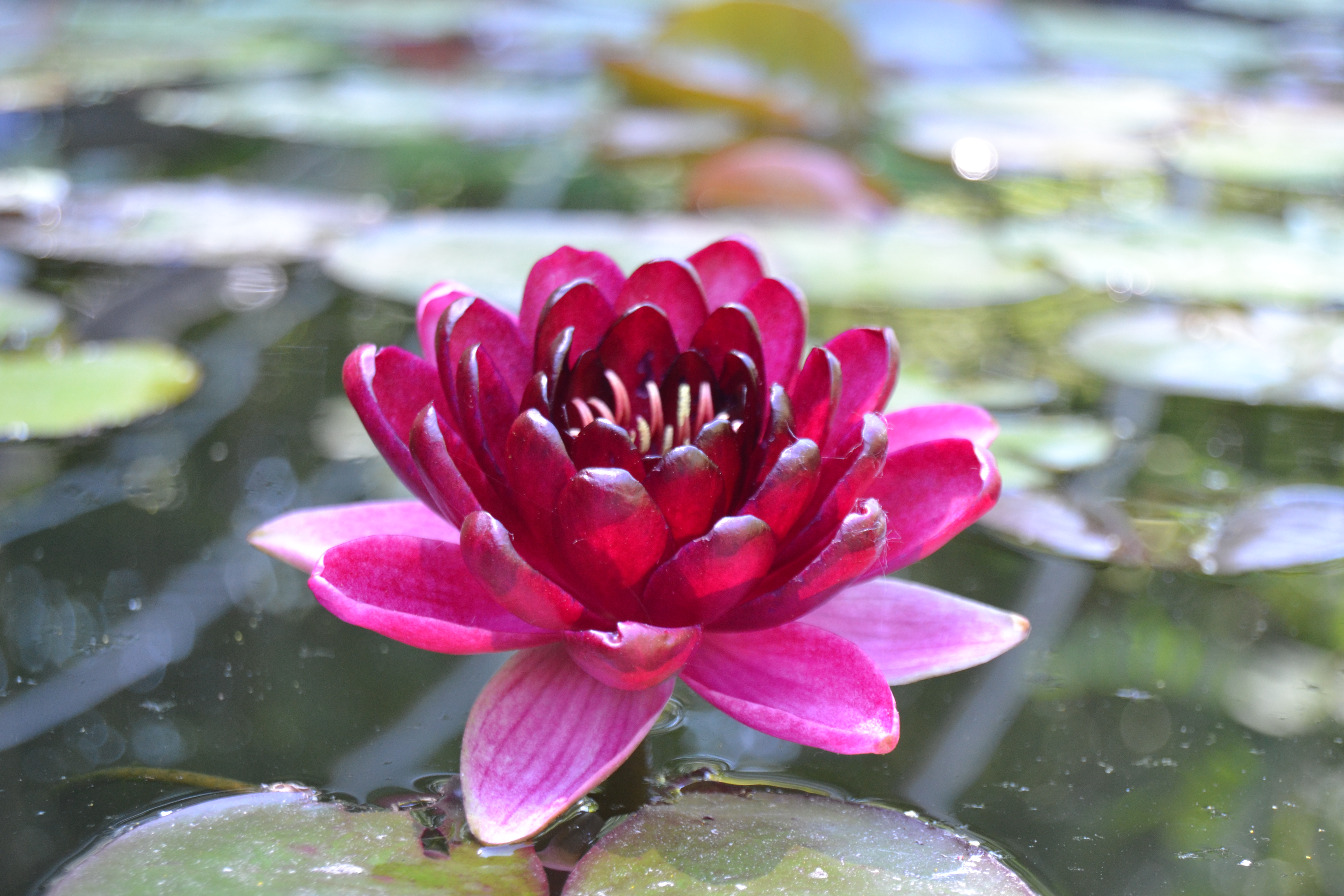 Water Lilies | Chapley Gardens
