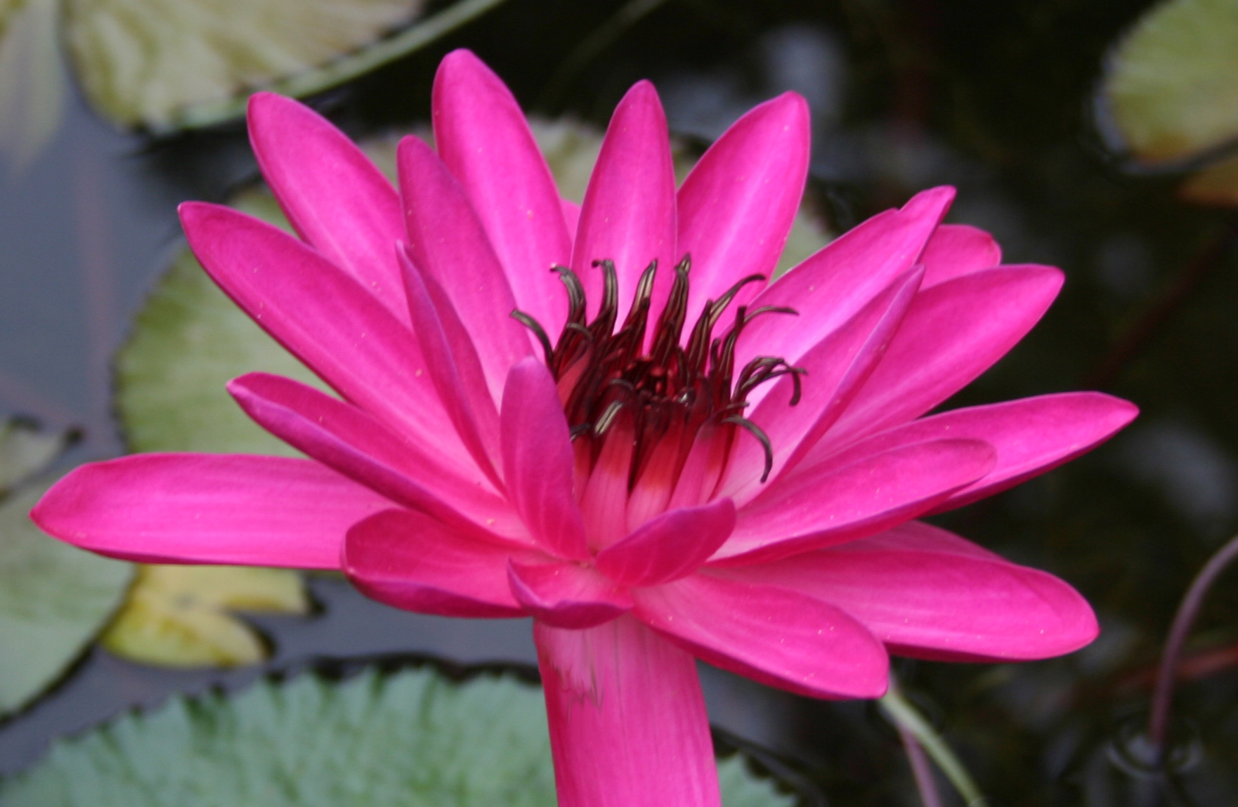 Water Lilies & Aquatic Plants - Hill Country Water Gardens Serving ...