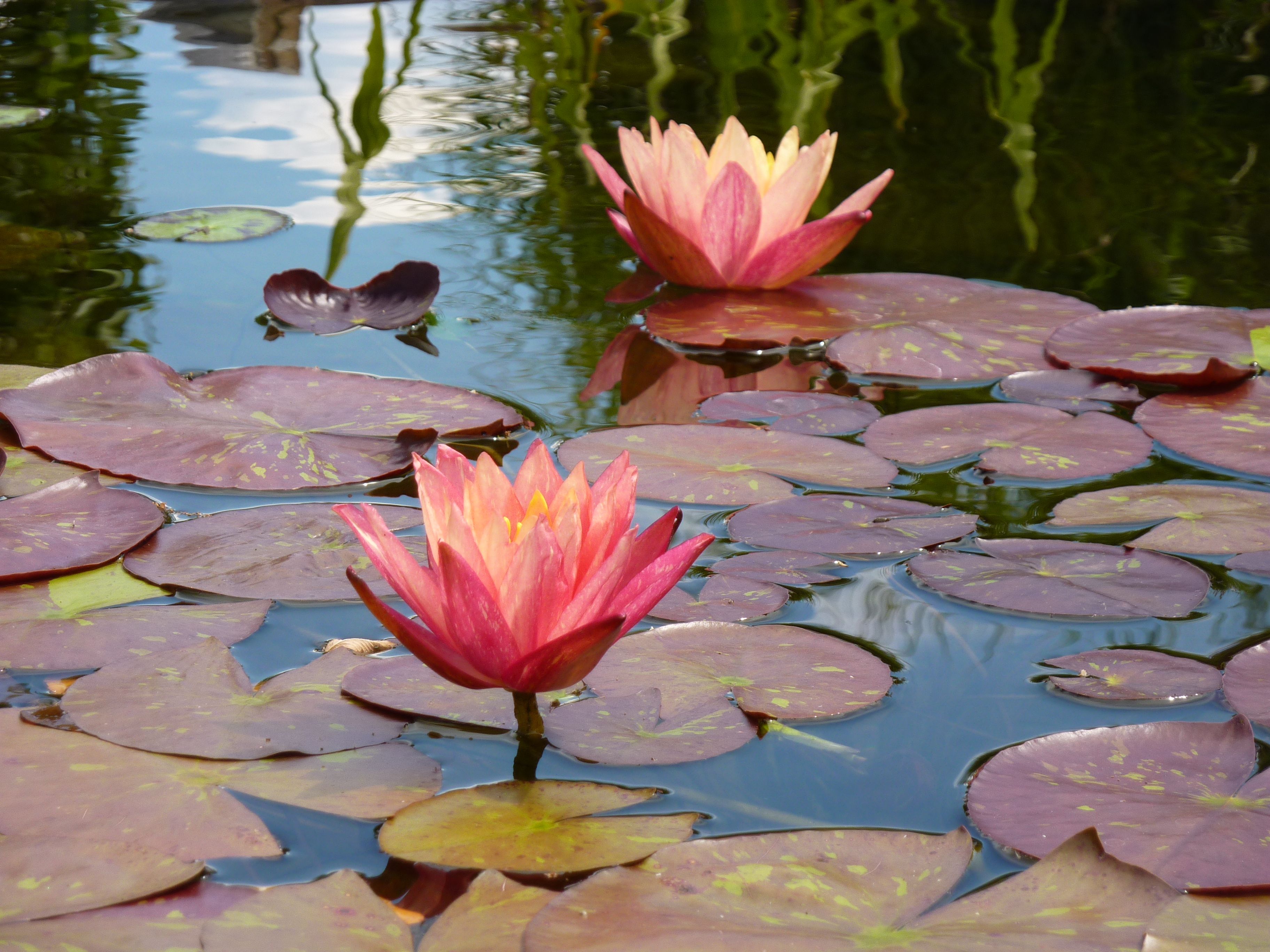 Hardy Waterlily 'Vanvisa' | My Garden | Pinterest | Gardens