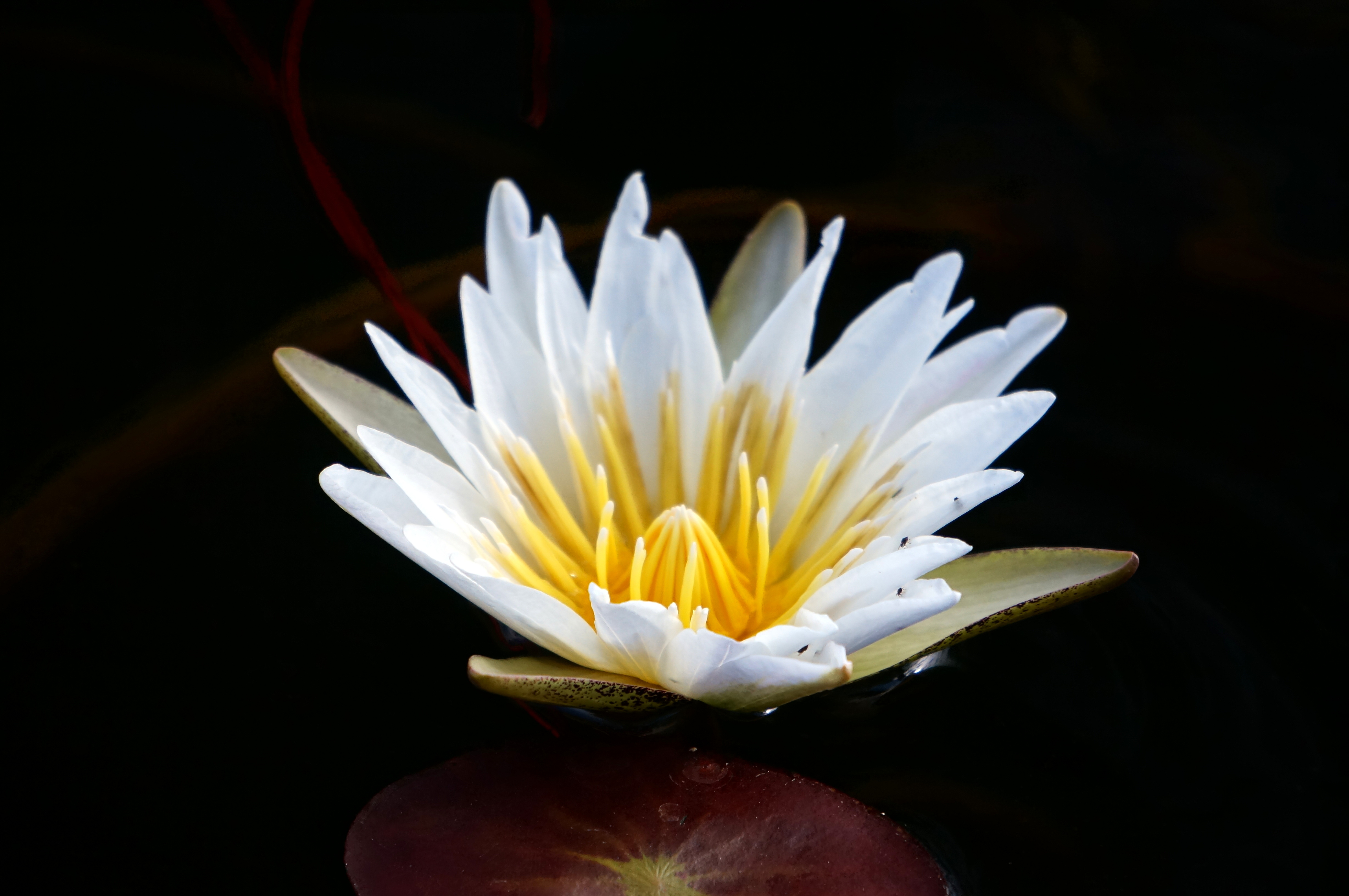 African Water Lilies – Travel with Intent