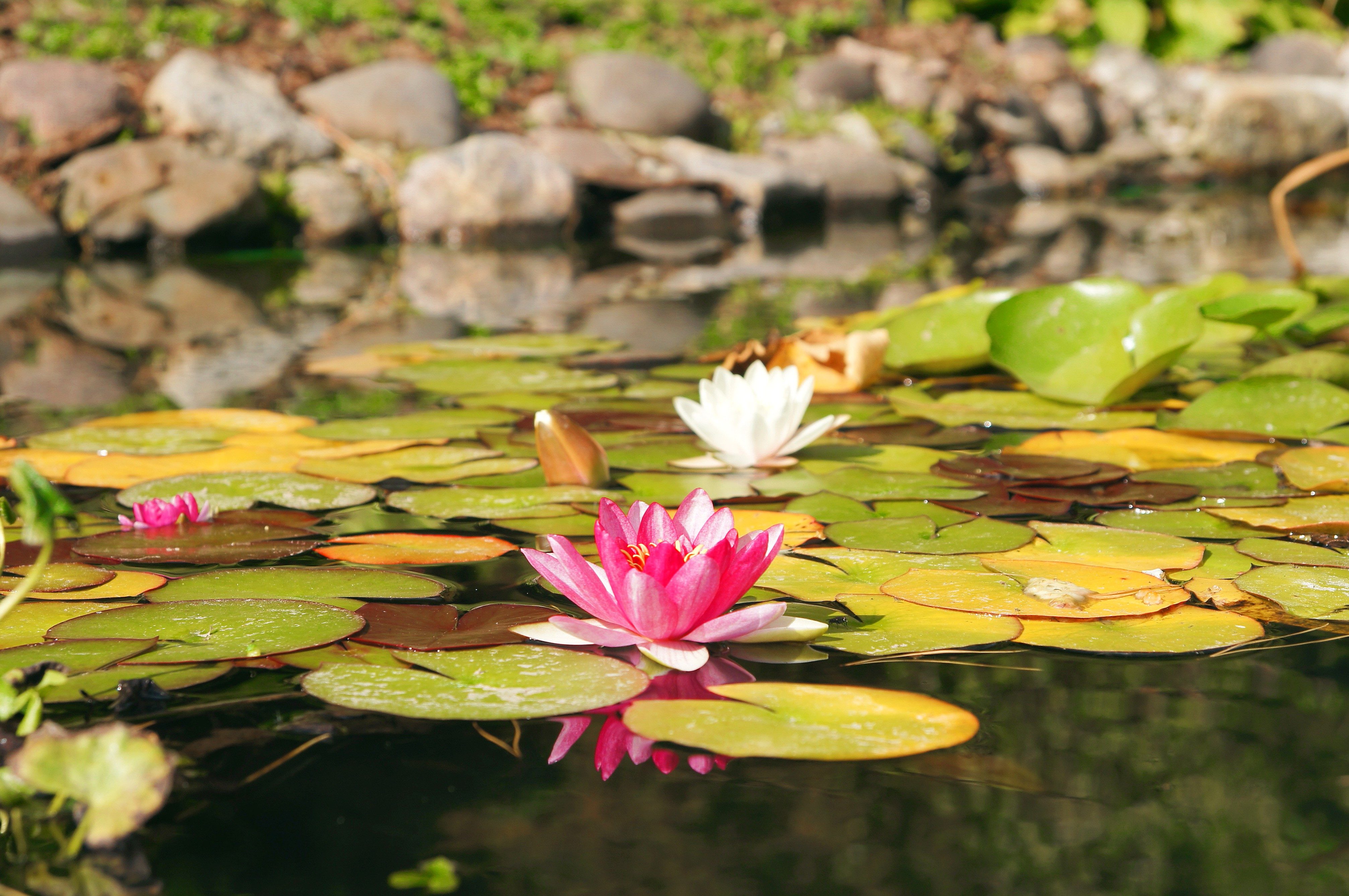 Free picture: water lily, lilies, lotus, white, pink petals, flowers ...