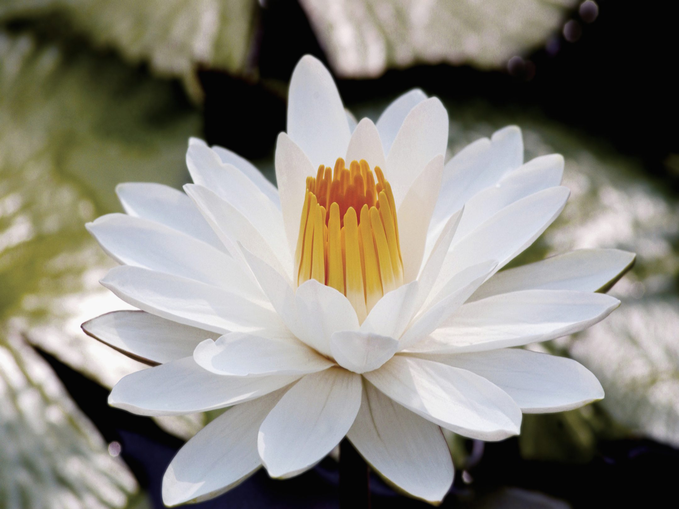 How to Pick Water Lilies | eHow