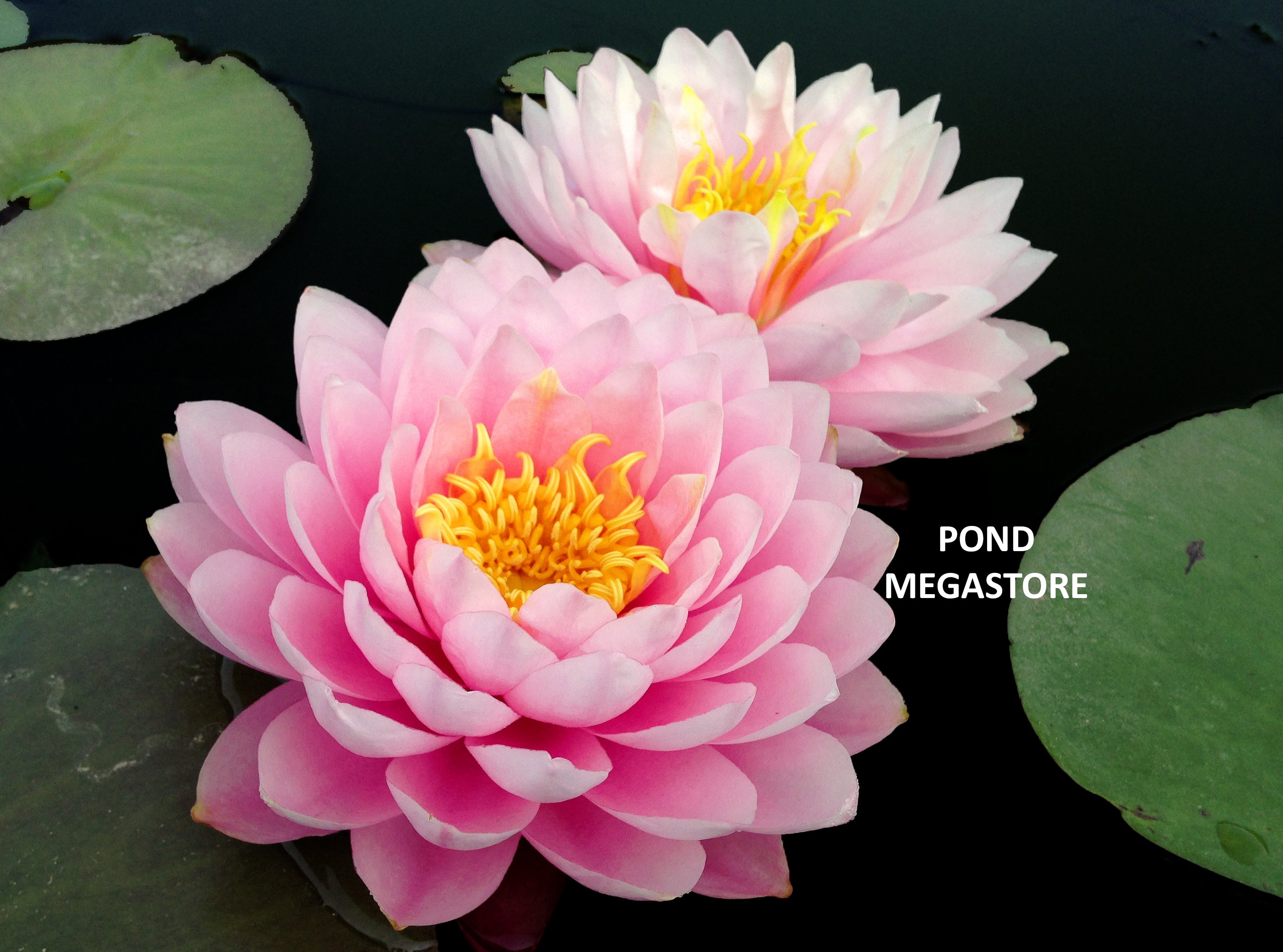 Winter Cold Hardy Water Lily Flowers, Buy Water Lily Plants ...