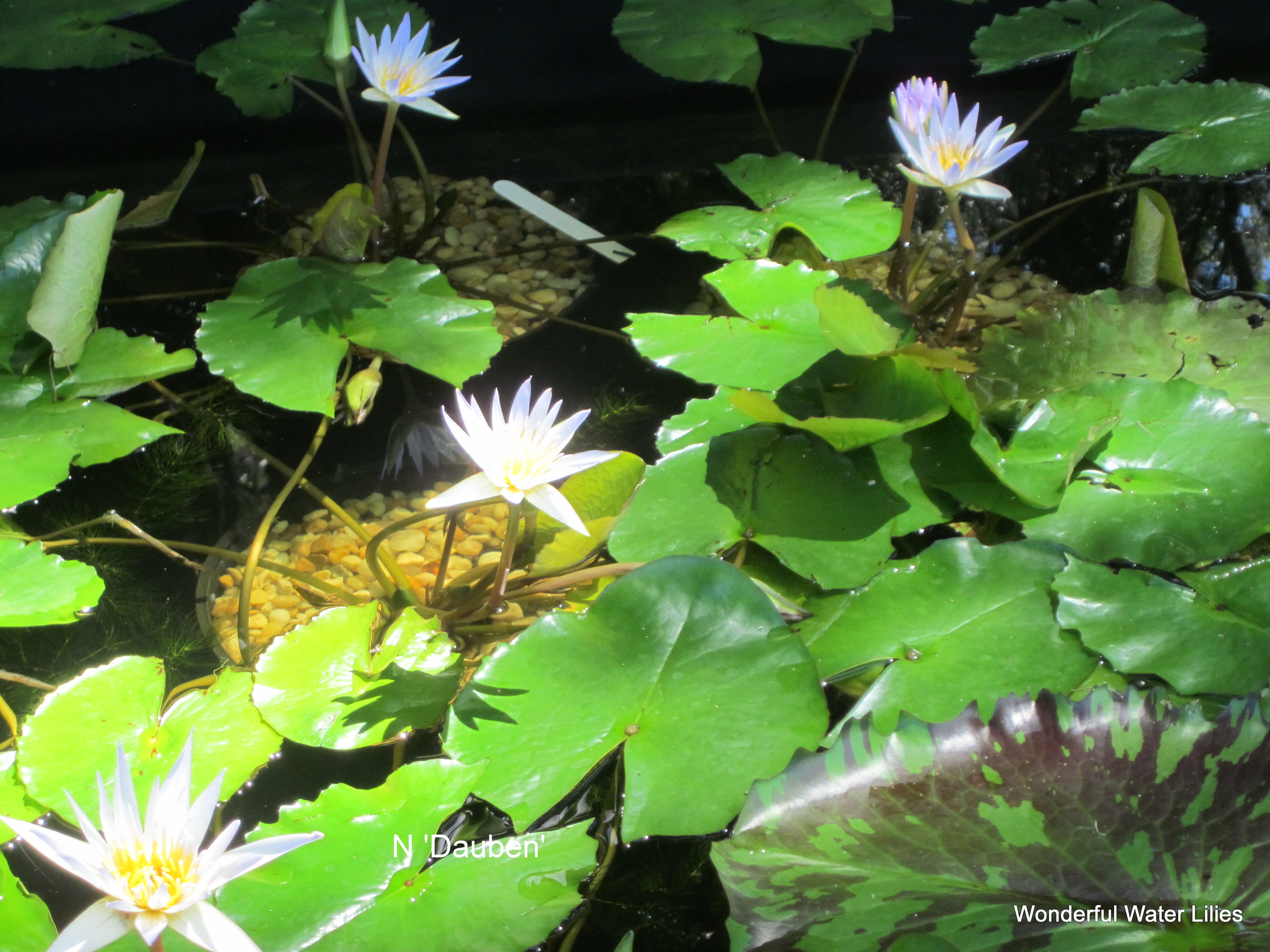 Wonderful Water Lilies - Tropical Blue and Purple Water Lilies