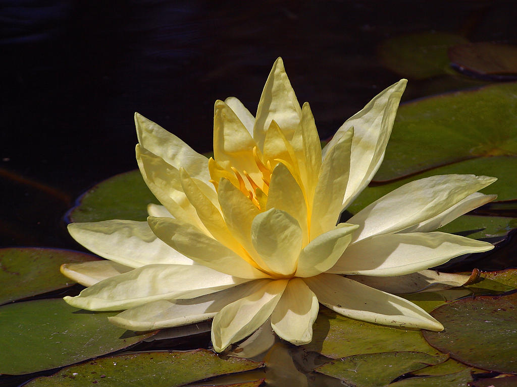 Water lily photo