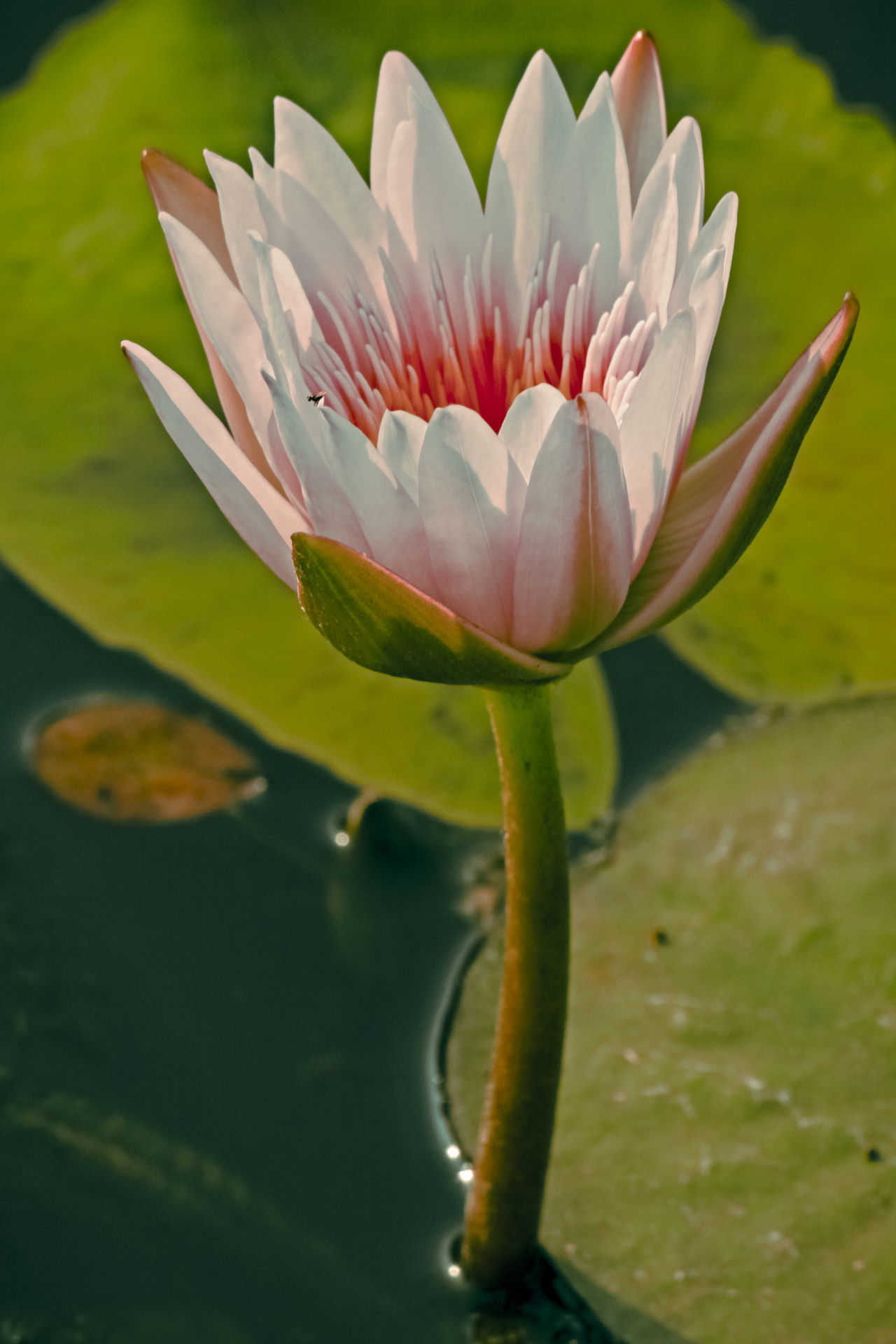 Meanings Unveiled - What Does a Water Lily Really Symbolize?