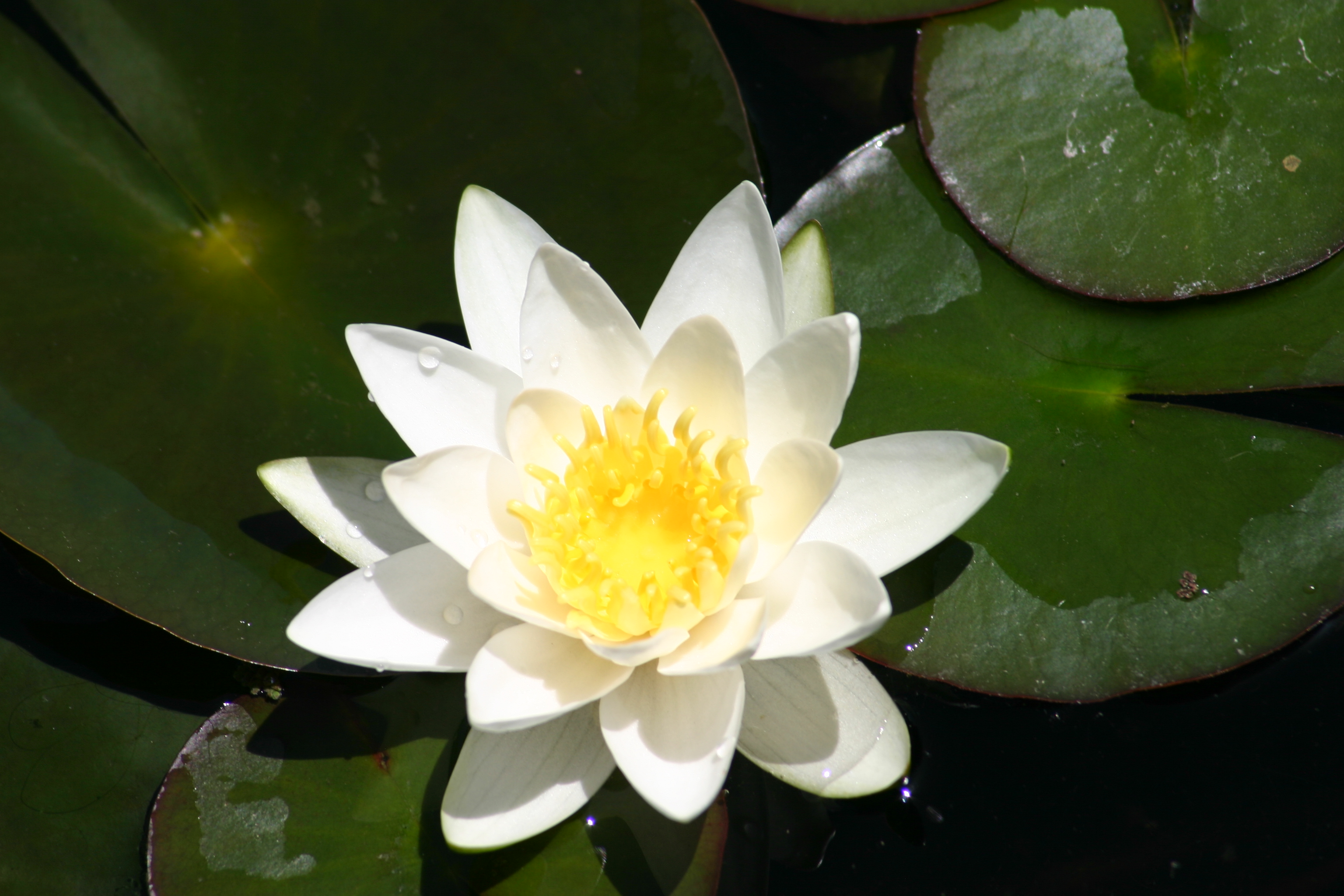 Van Ness Water Garden: White Hardy Water Lilies