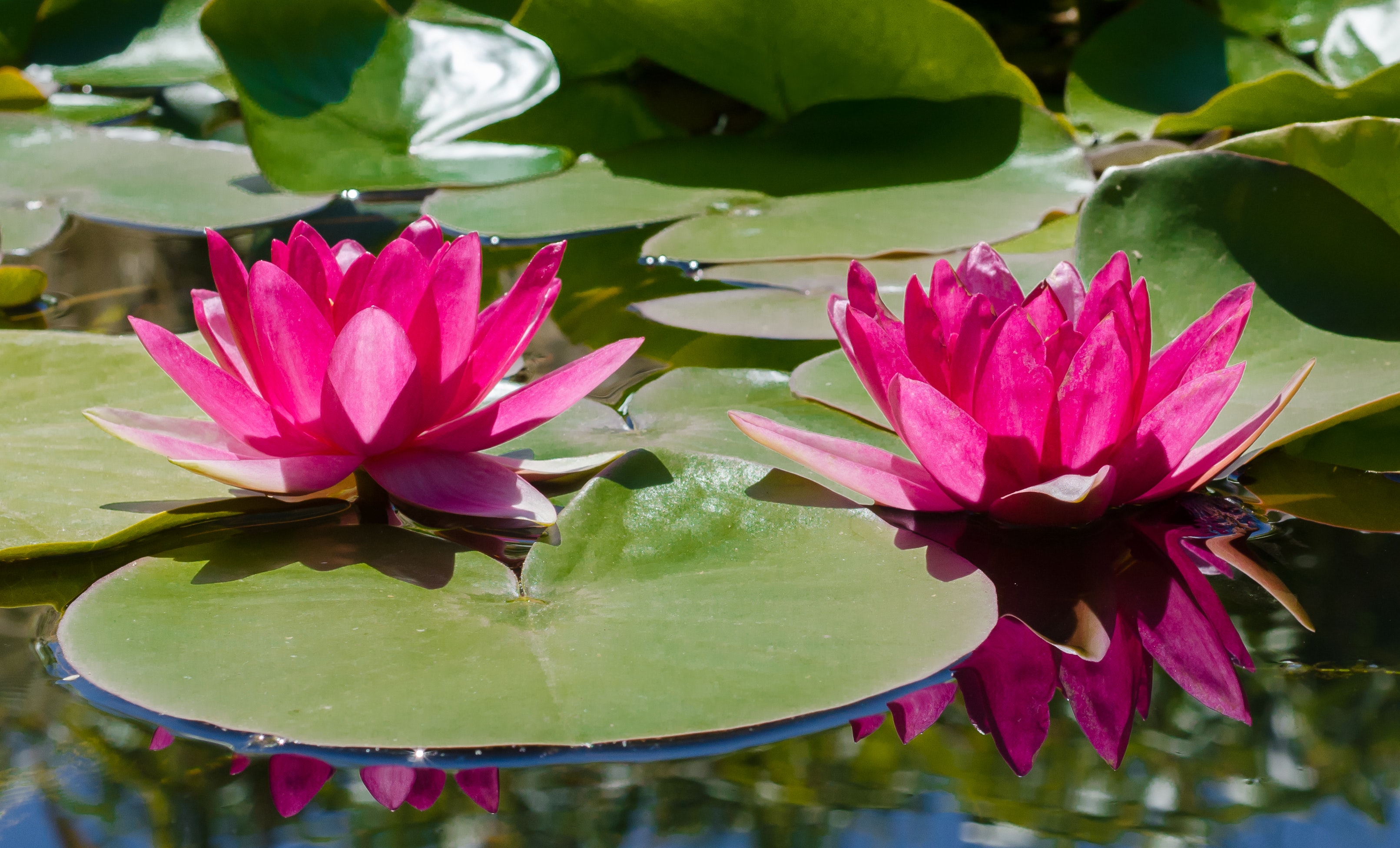 Free stock photo of pond, water lily