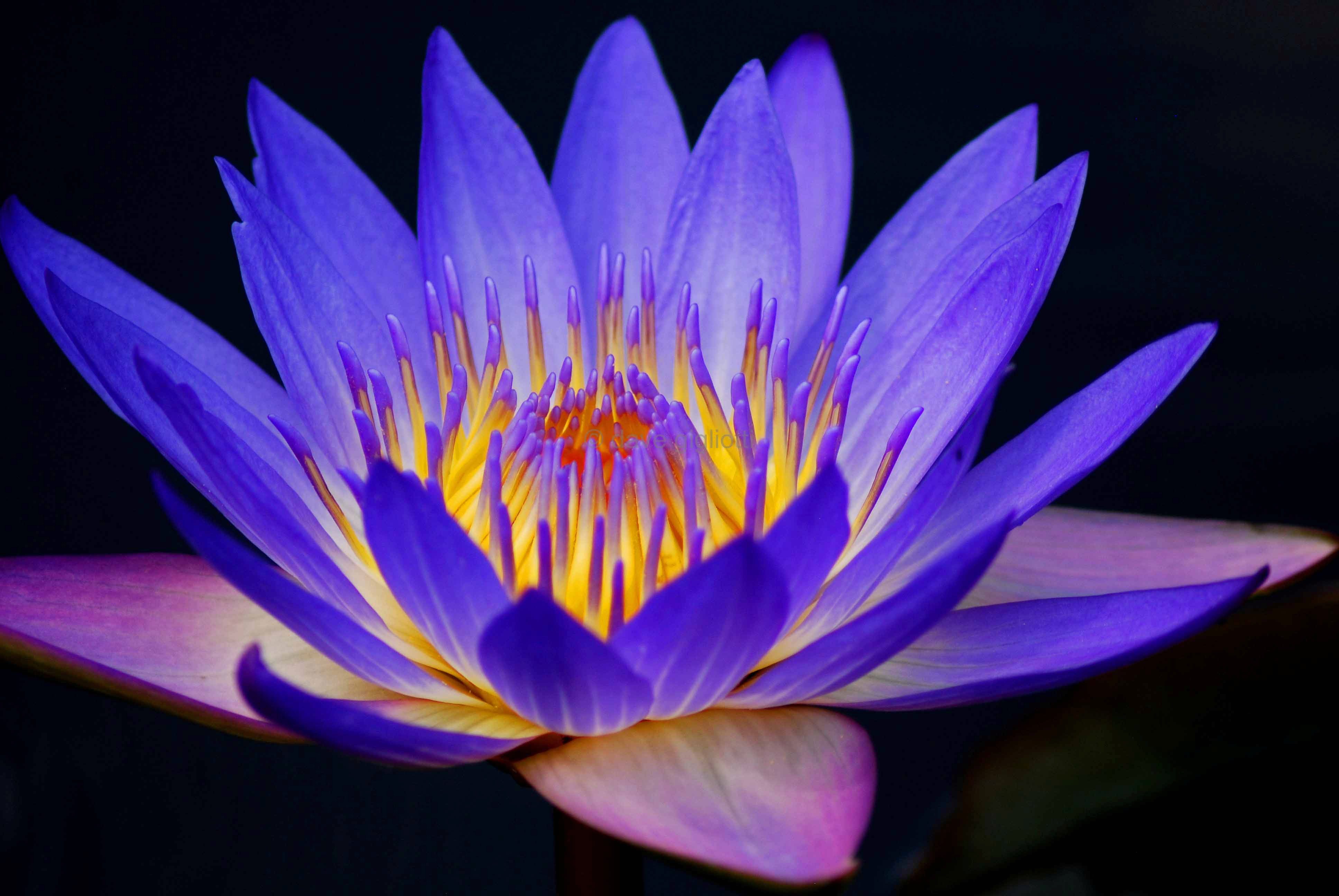 Water Lily – PA03 Mike Allen