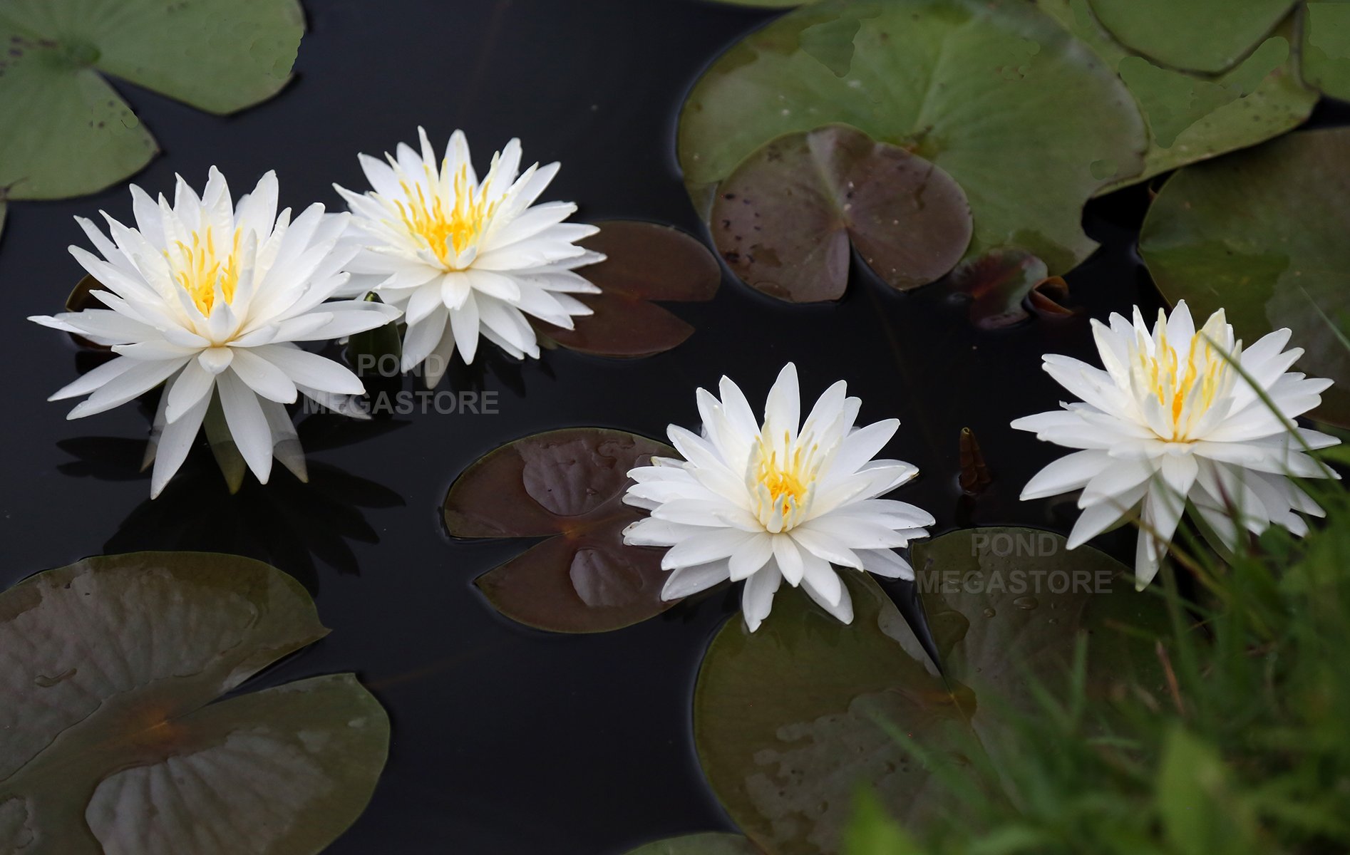Water lily. 