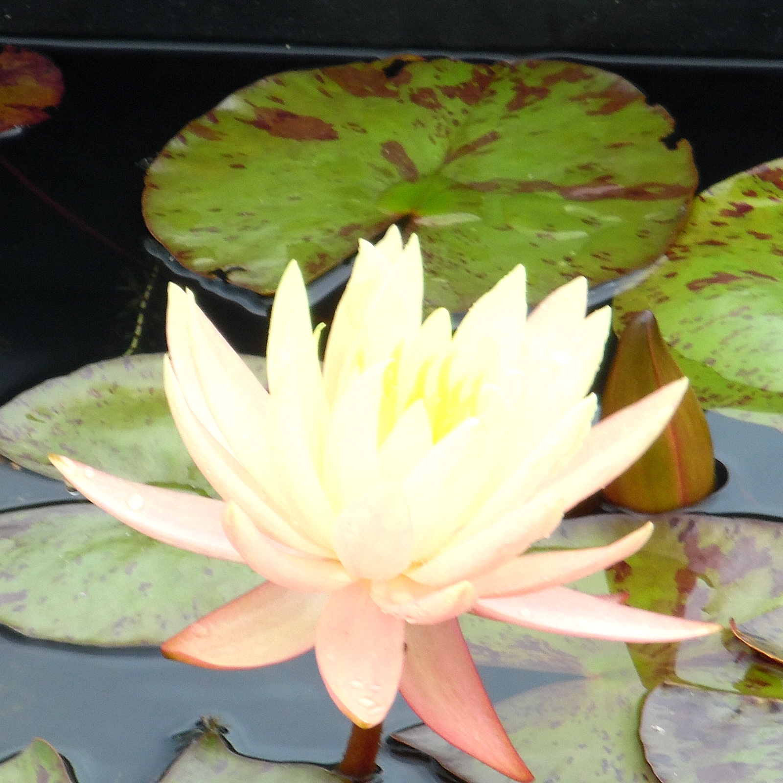 Connoisseur Water Lily Pack 13 Square Metre Pond