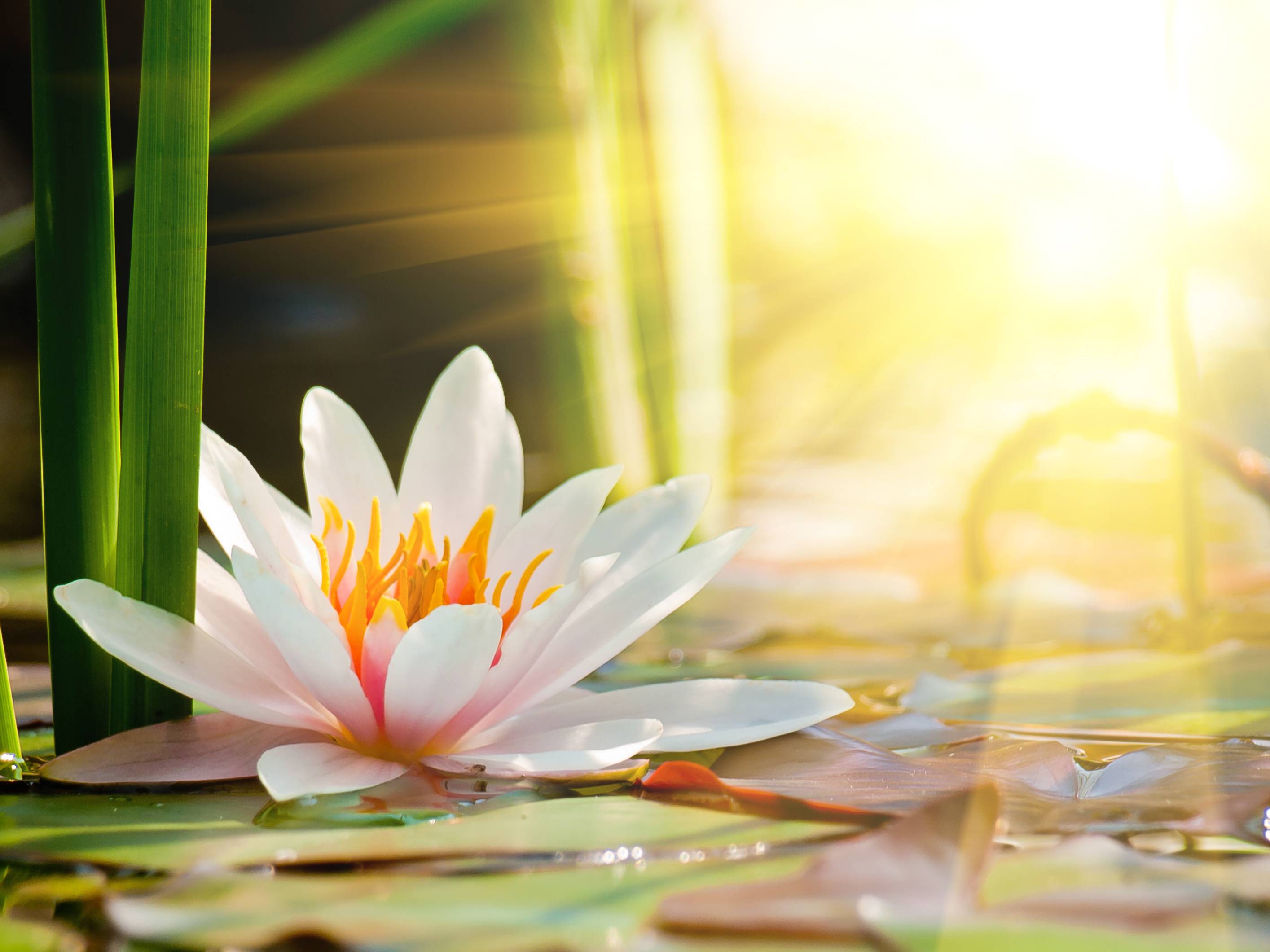 Water Lily Wallpapers and Background Images - stmed.net
