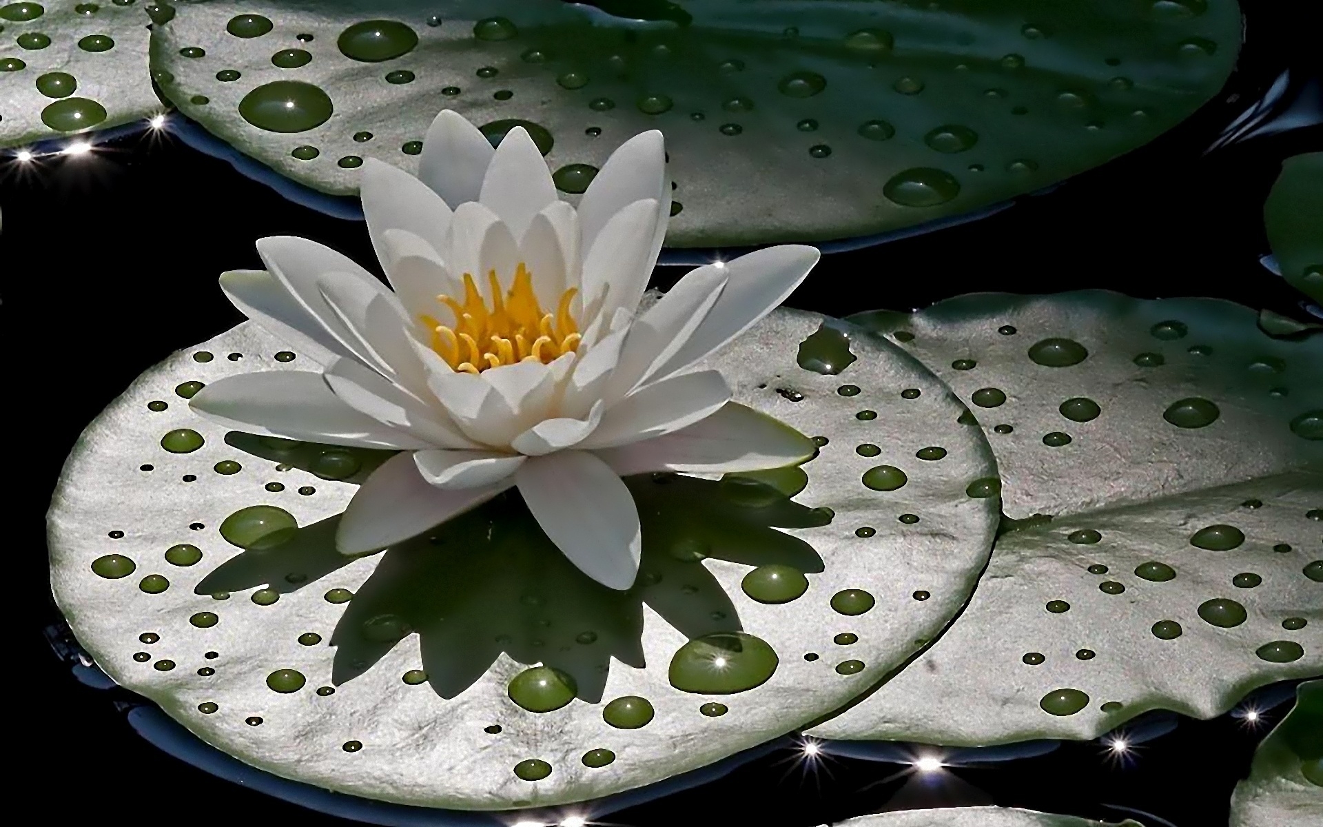 Water Lily Wallpapers, High Quality Water Lily Backgrounds #72TKN