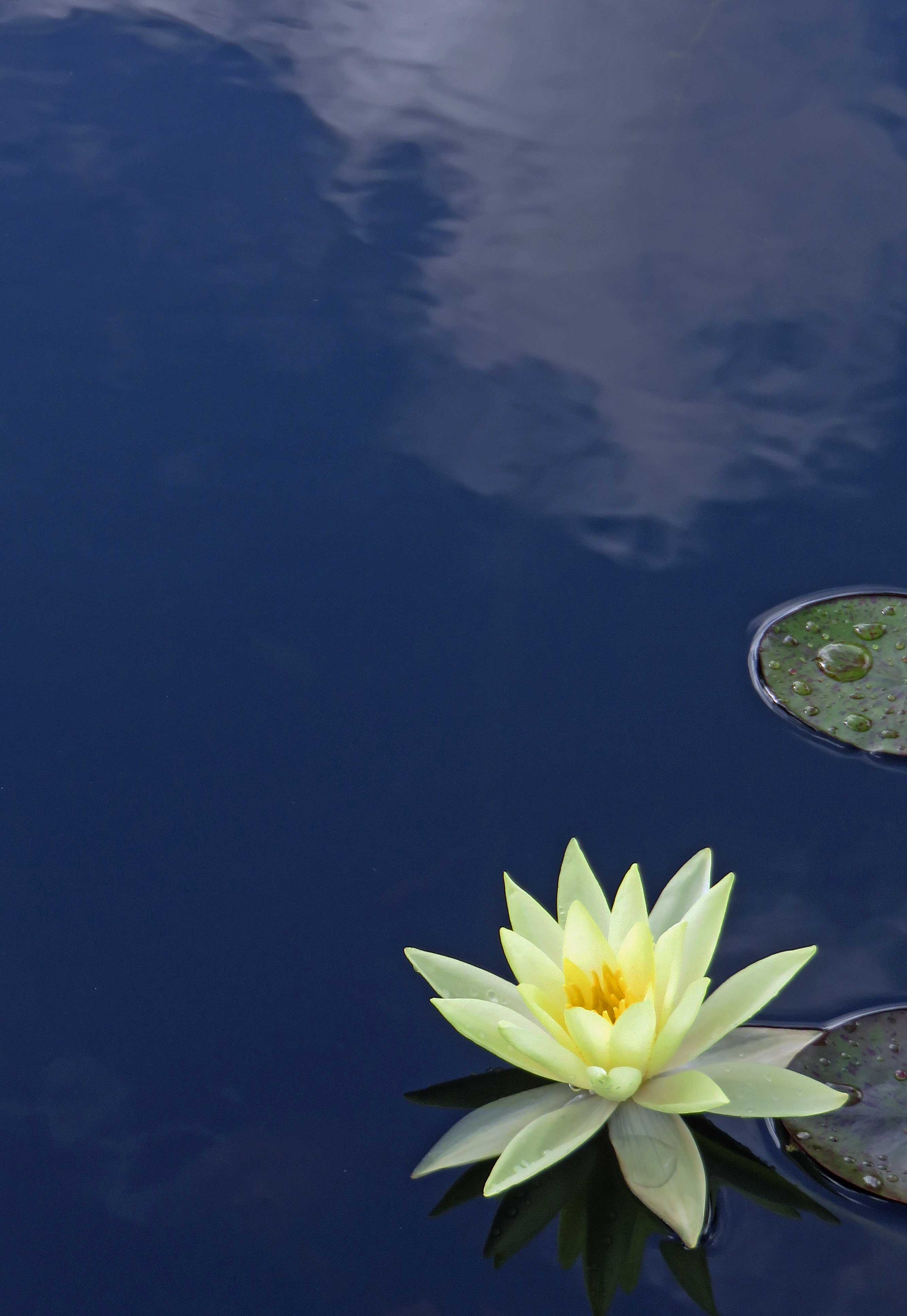 Water lily Paintings and Photos | Tracts4free