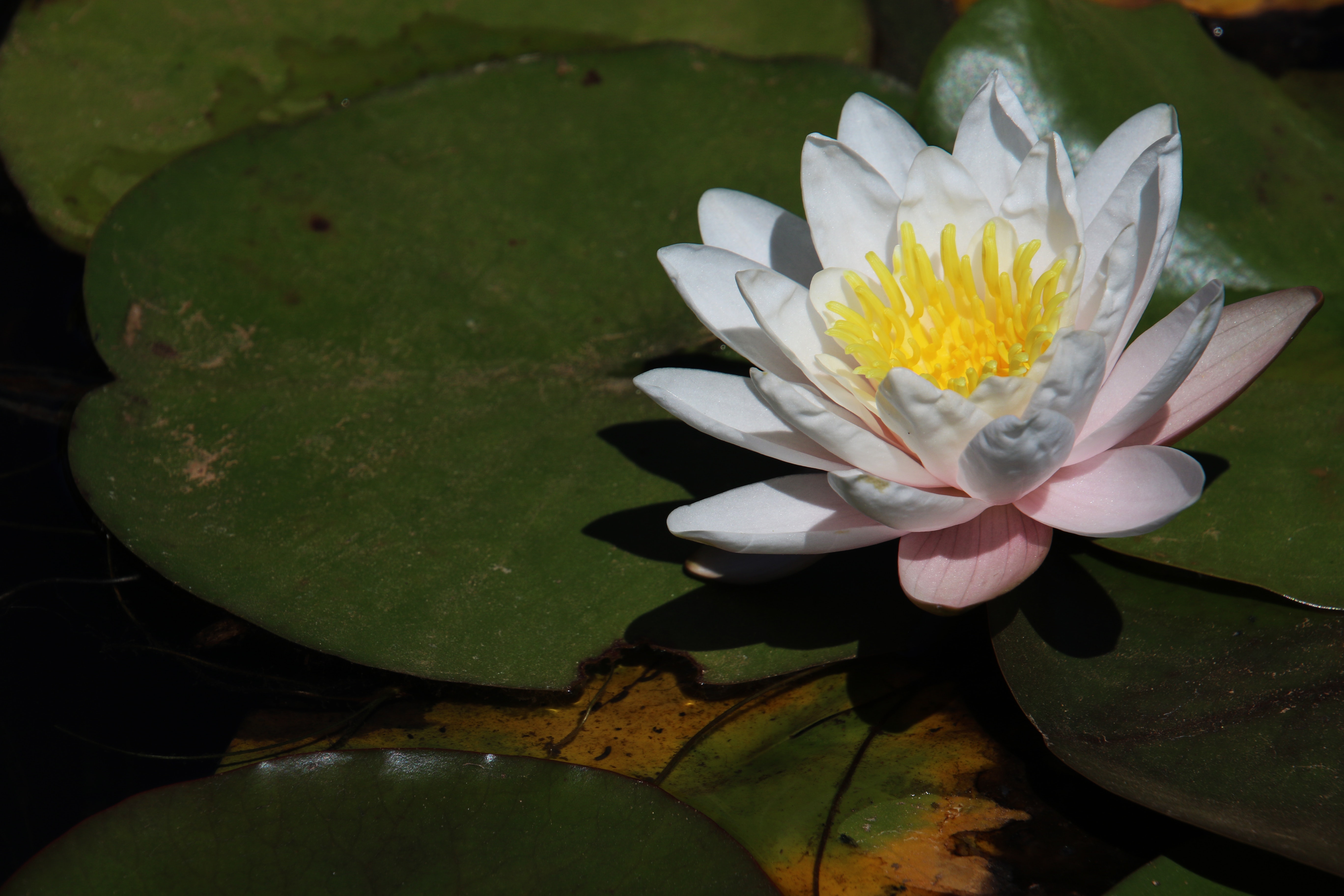 Water lily blooming in a pond photo