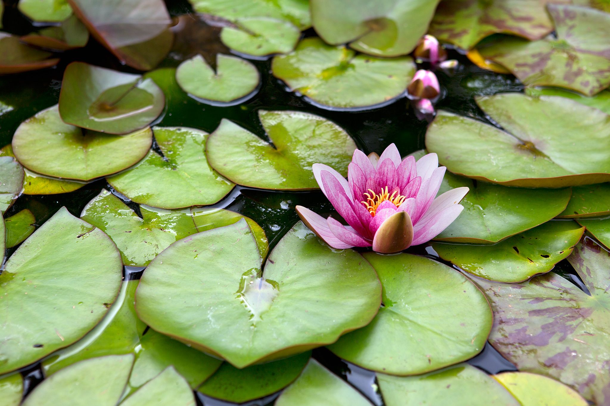 Plant a water lily (project) - gardenersworld.com
