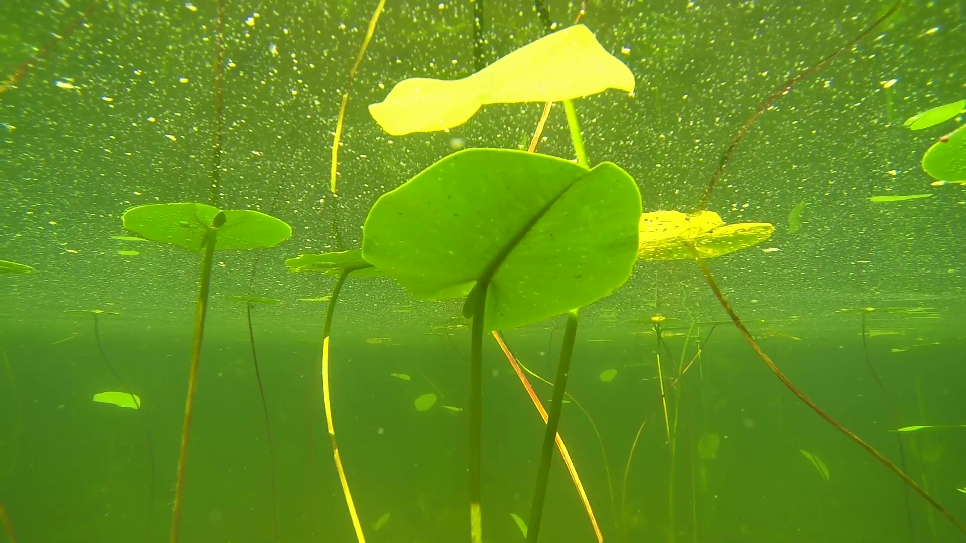 Floating Yellow Water-lily leaves slow motion Stock Video Footage ...