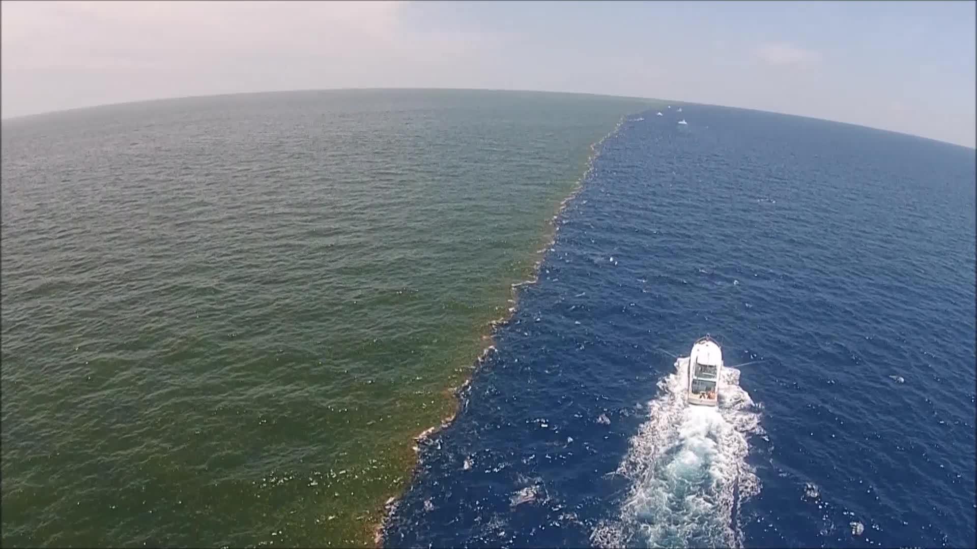 Mississippi River Meets The Gulf of Mexico: NO OXYGEN, NO LIFE: THE ...