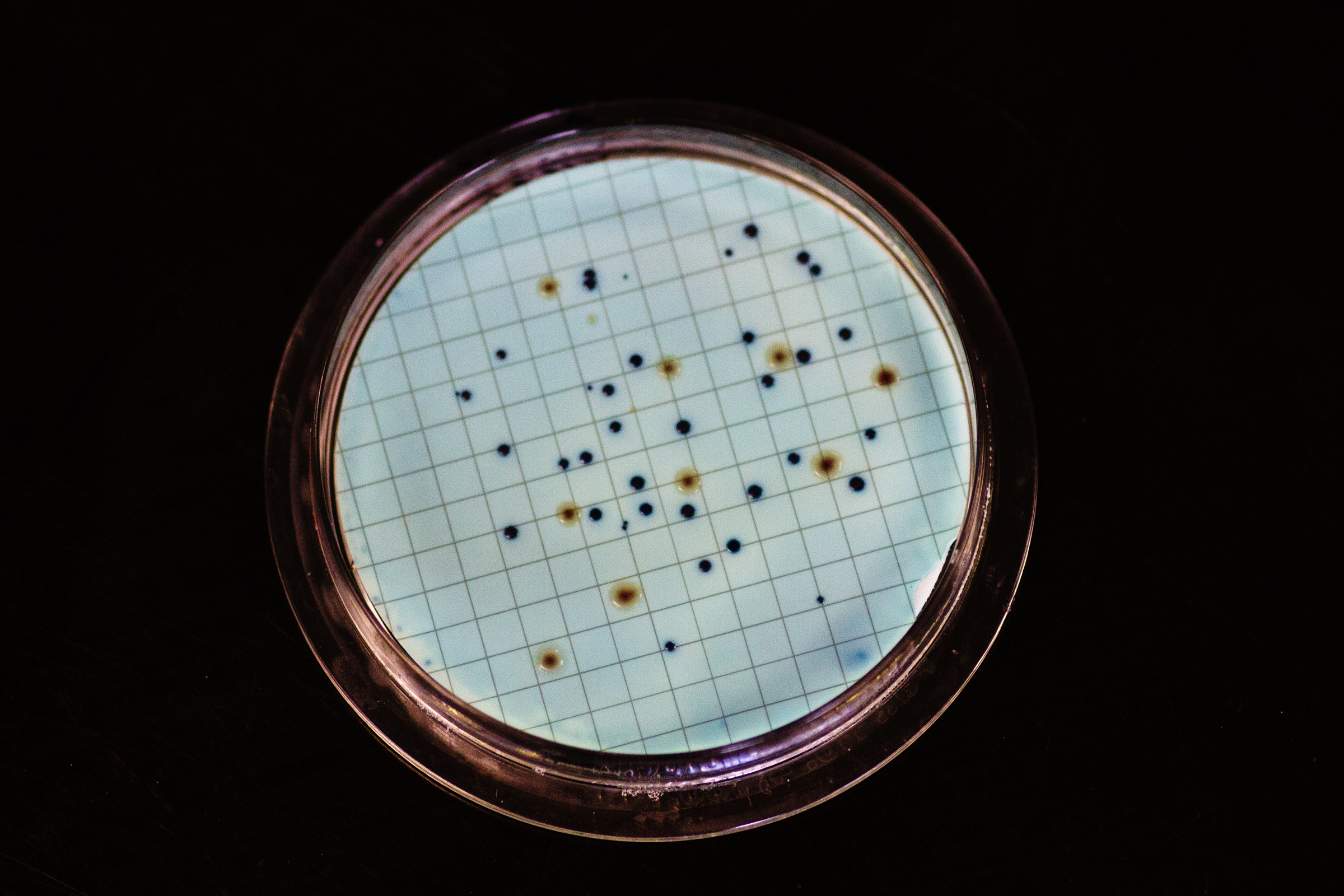 Water microbiology photo