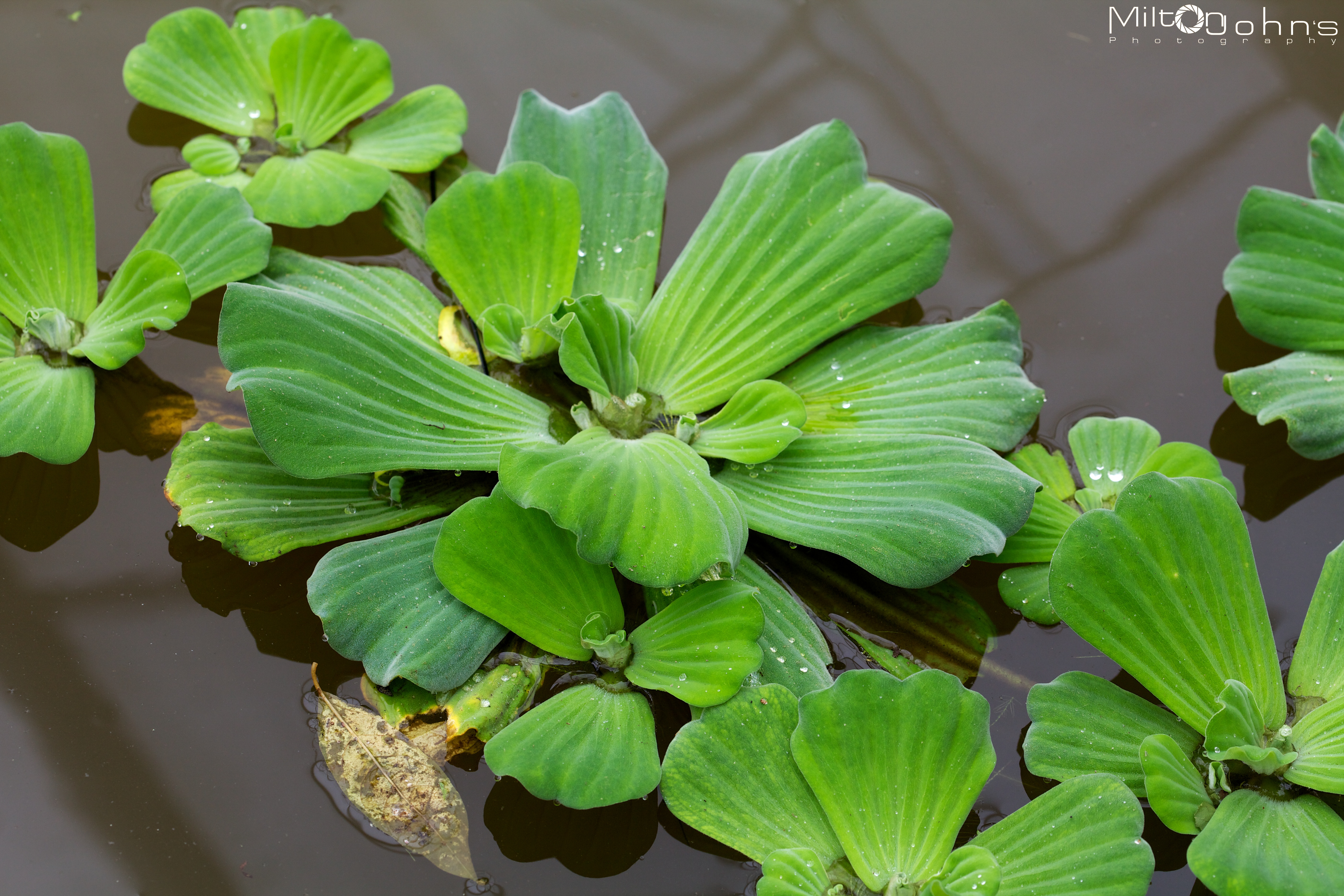 Water plants – MiltonJohns Photography