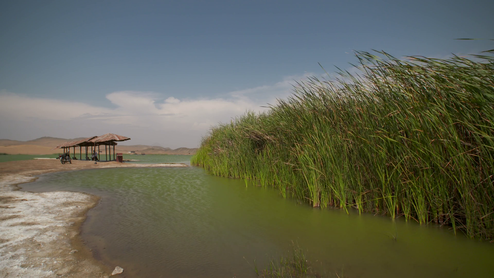 PERU: Lagoon with water reed in desert in PERU. 4K video footage of ...