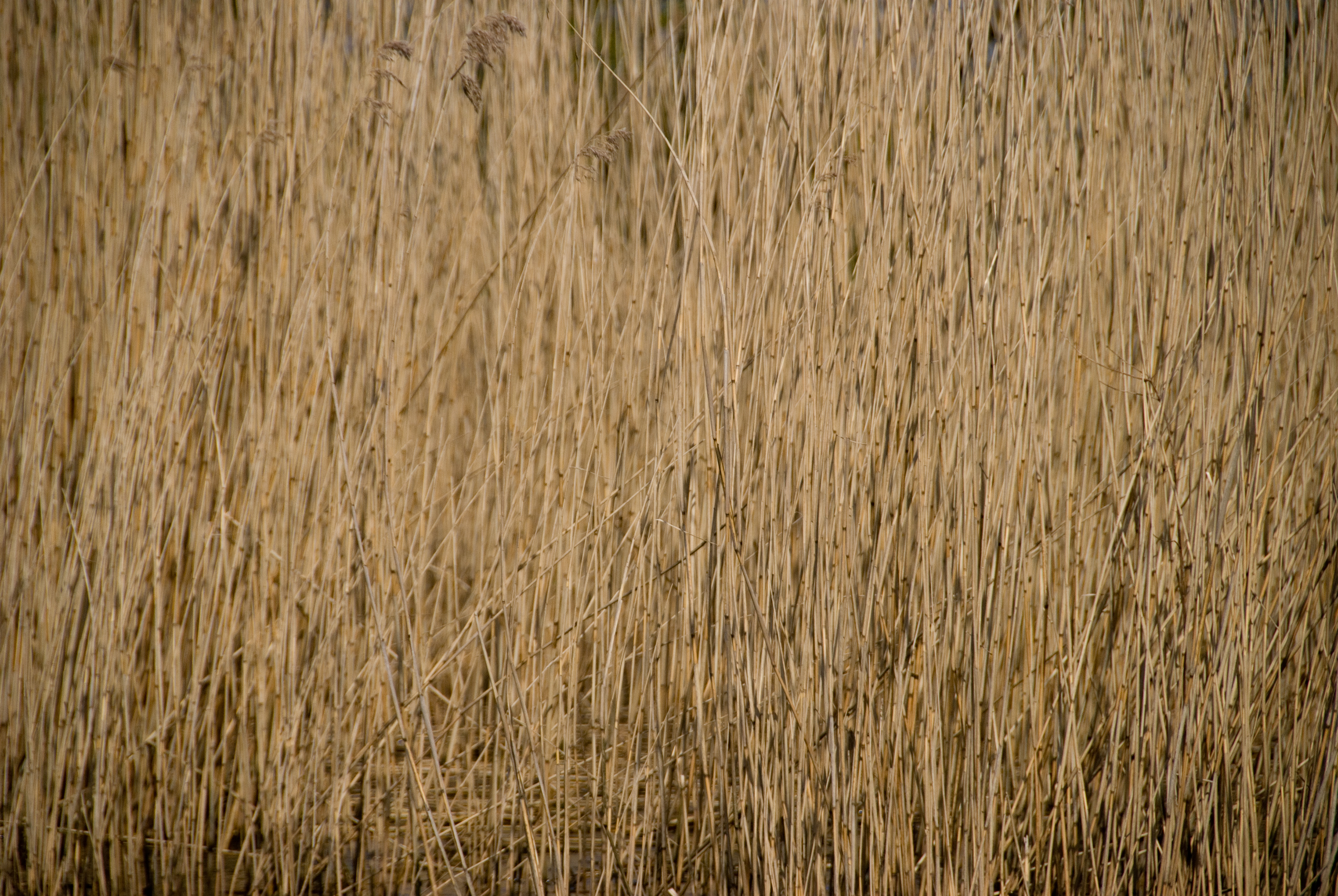 Water Reed - Pattern Pictures free textures and free photos