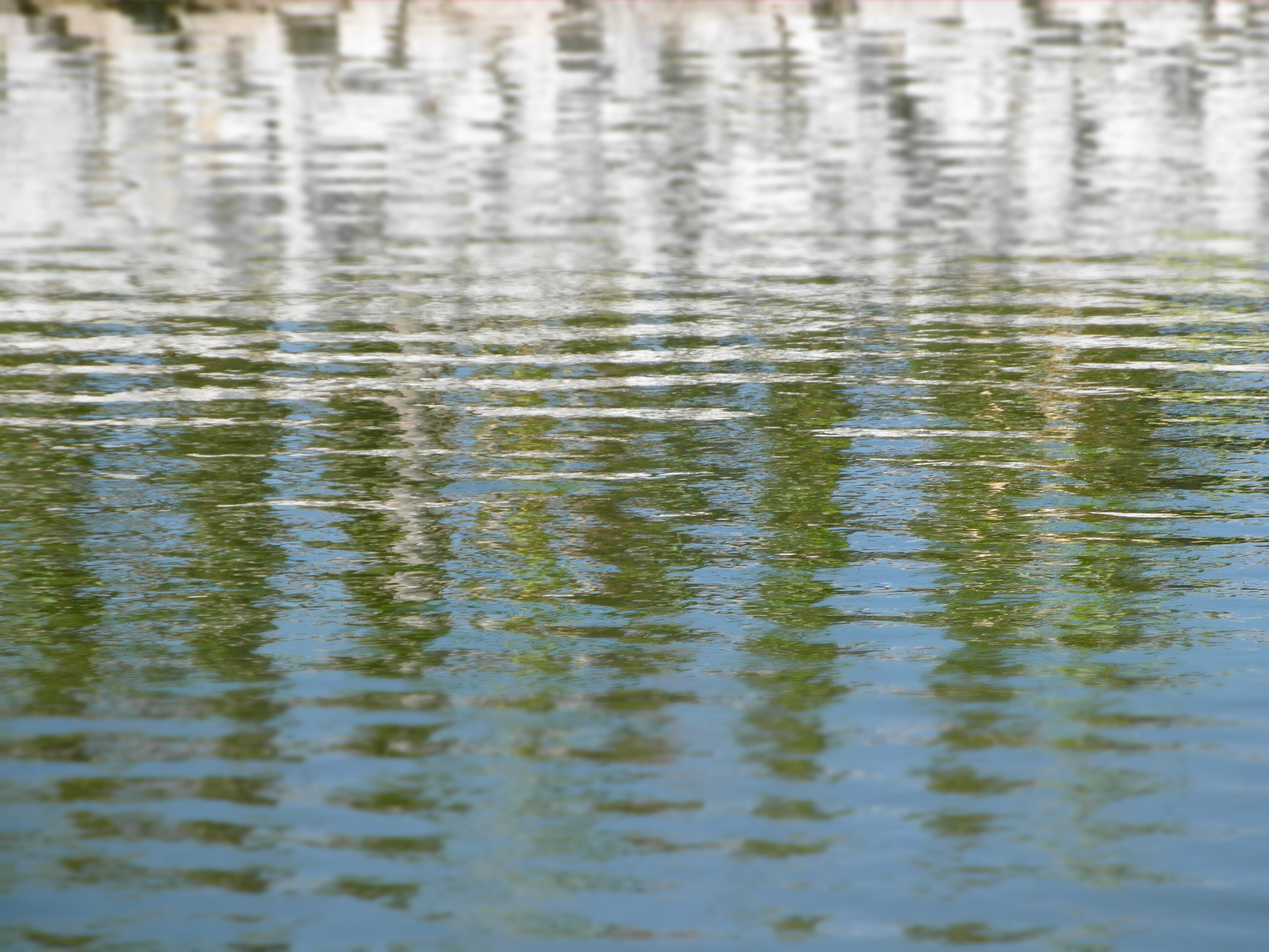 Free photo: Water Ripples Background - White, Rippled, Water - Free ...