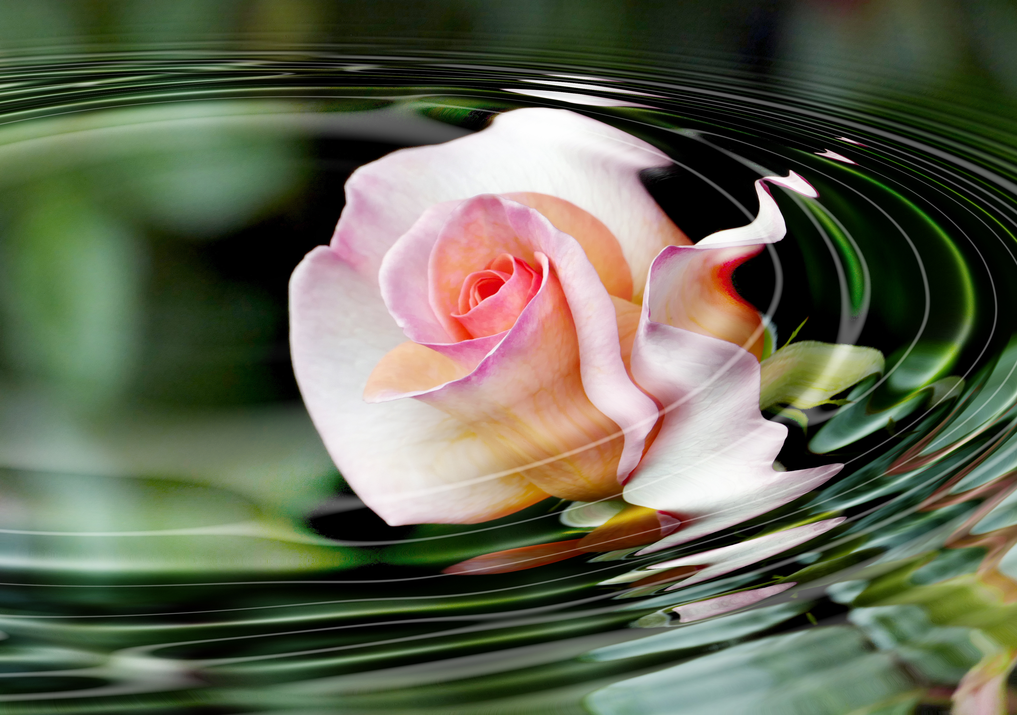 Water ripples. rose 