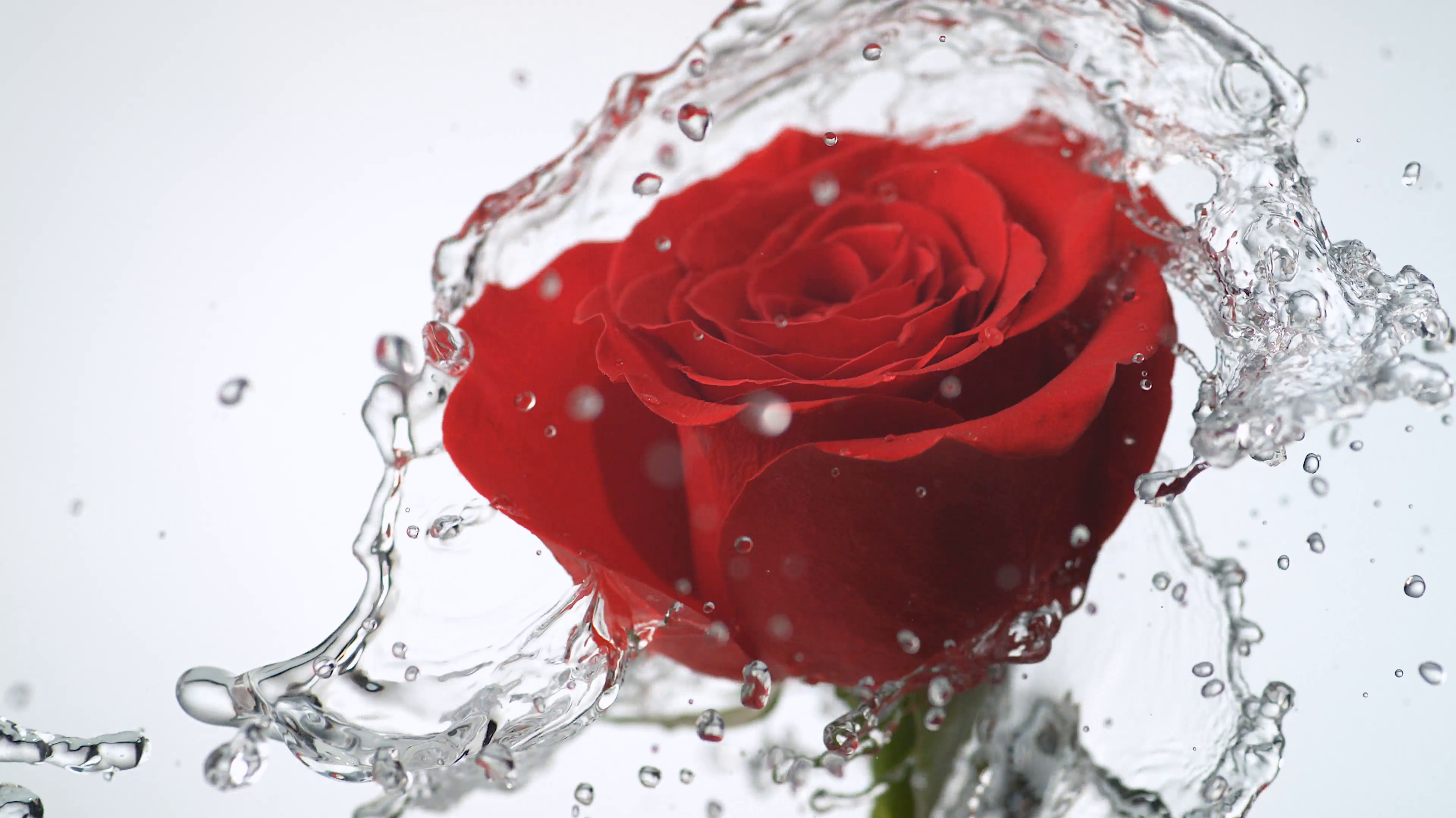 Red rose spinning and water splash. Slow Motion. Stock Video Footage ...