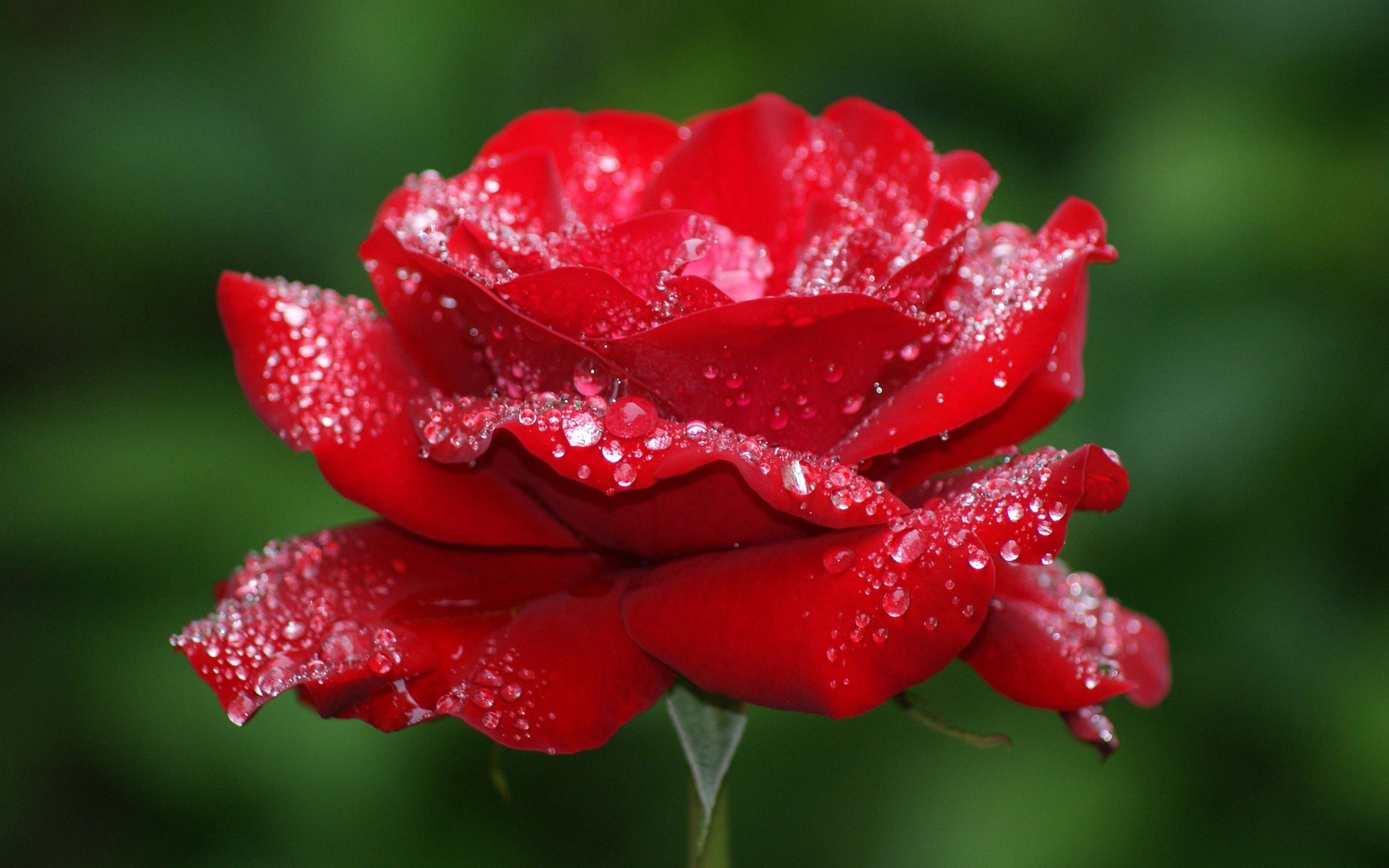 water-drops-on-red-roses-free-hd-wallpapers - HD Wallpaper