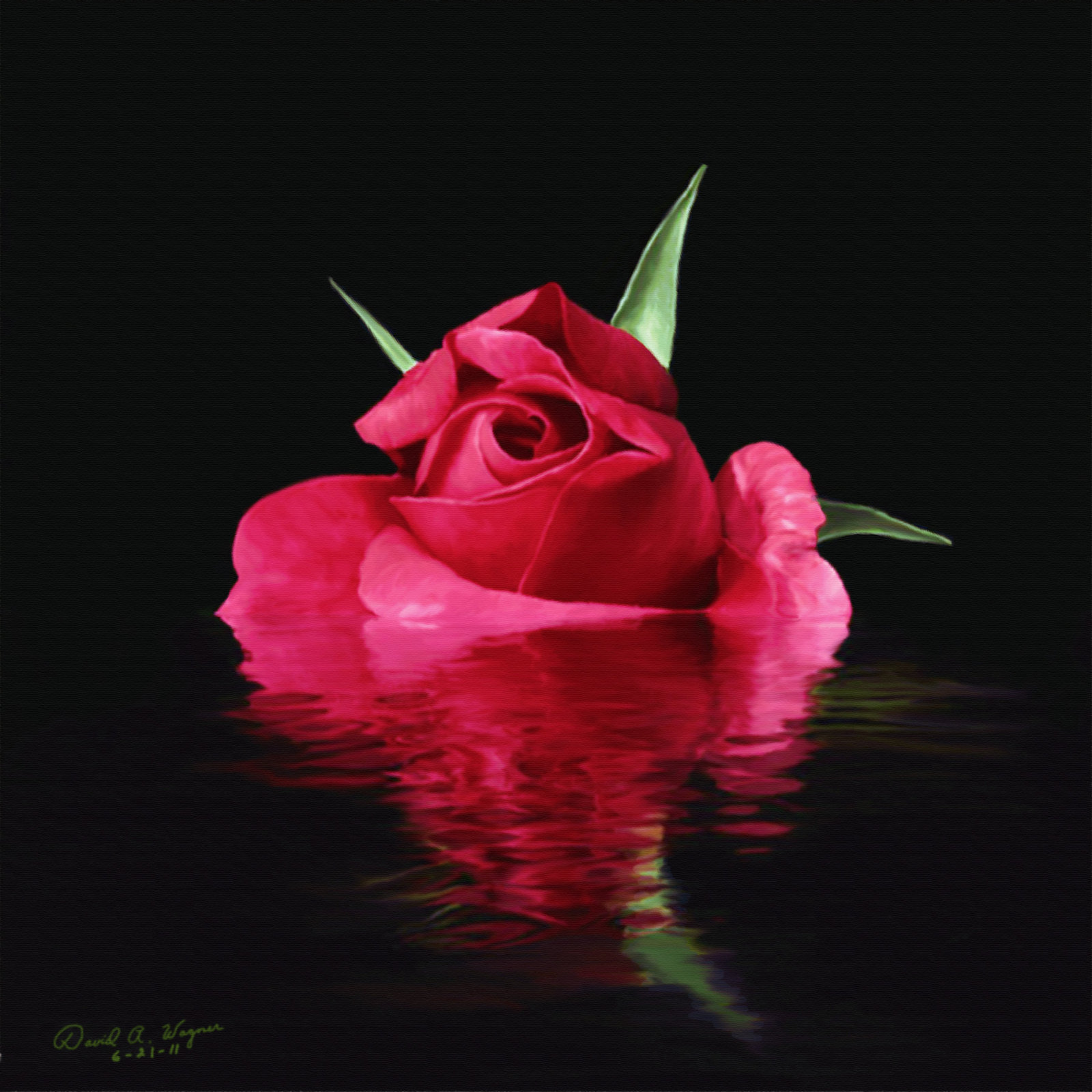 Free photo: Water Rose - Blooming, Blossom, Flower - Free Download - Jooinn
