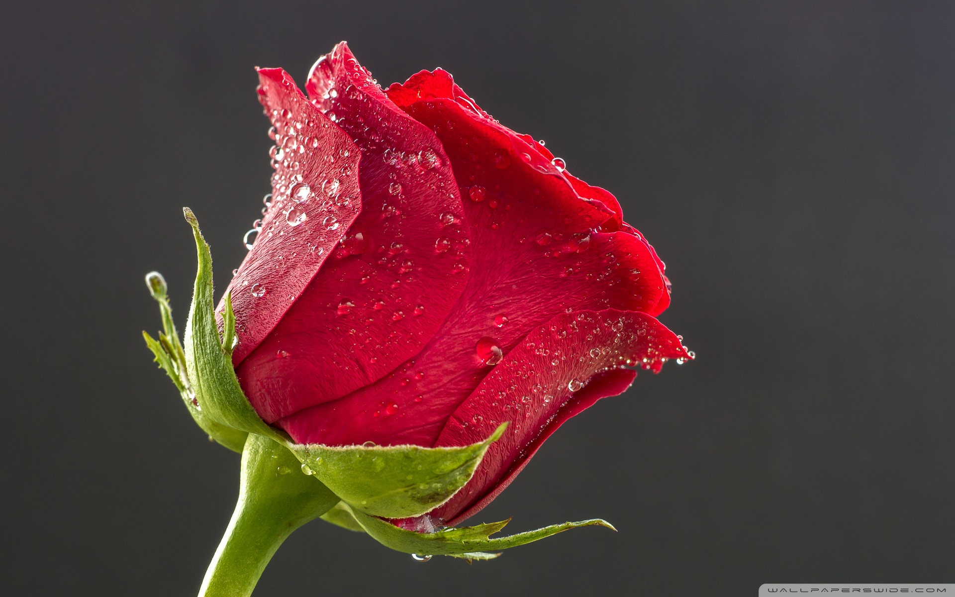 Beautiful Red Rose, Drops of Water ❤ 4K HD Desktop Wallpaper for 4K ...