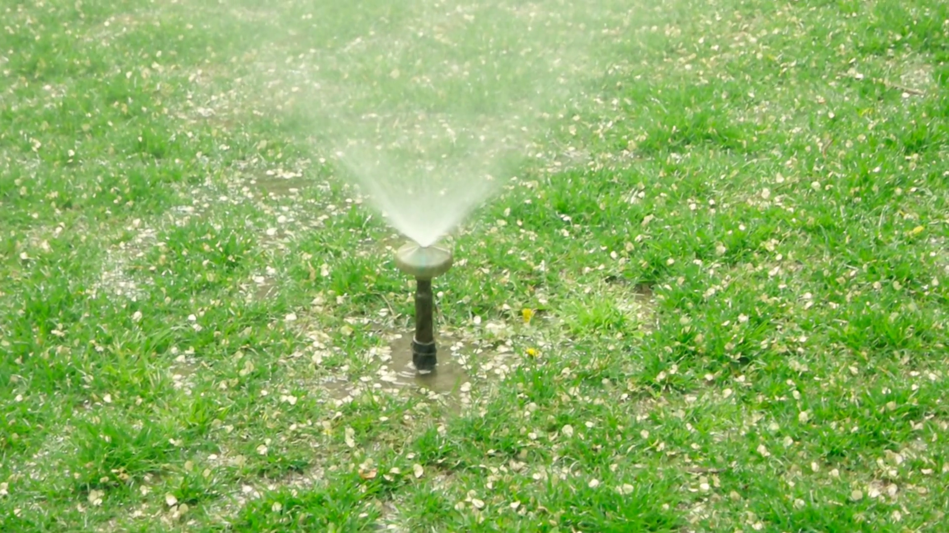 Water sprinkler spread over lawn with dog spots. Garden grass ...
