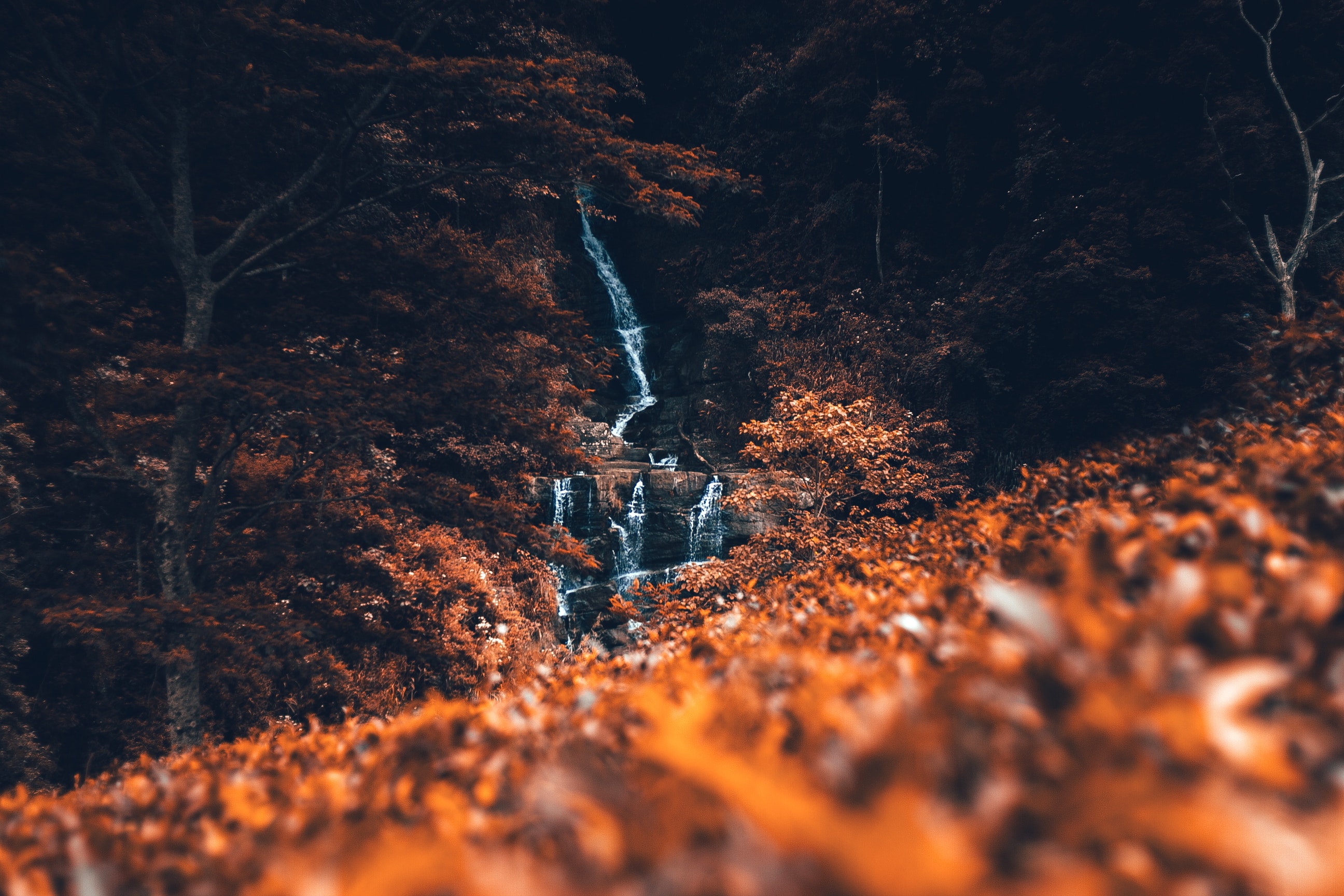 Water stream between brown leaves photo