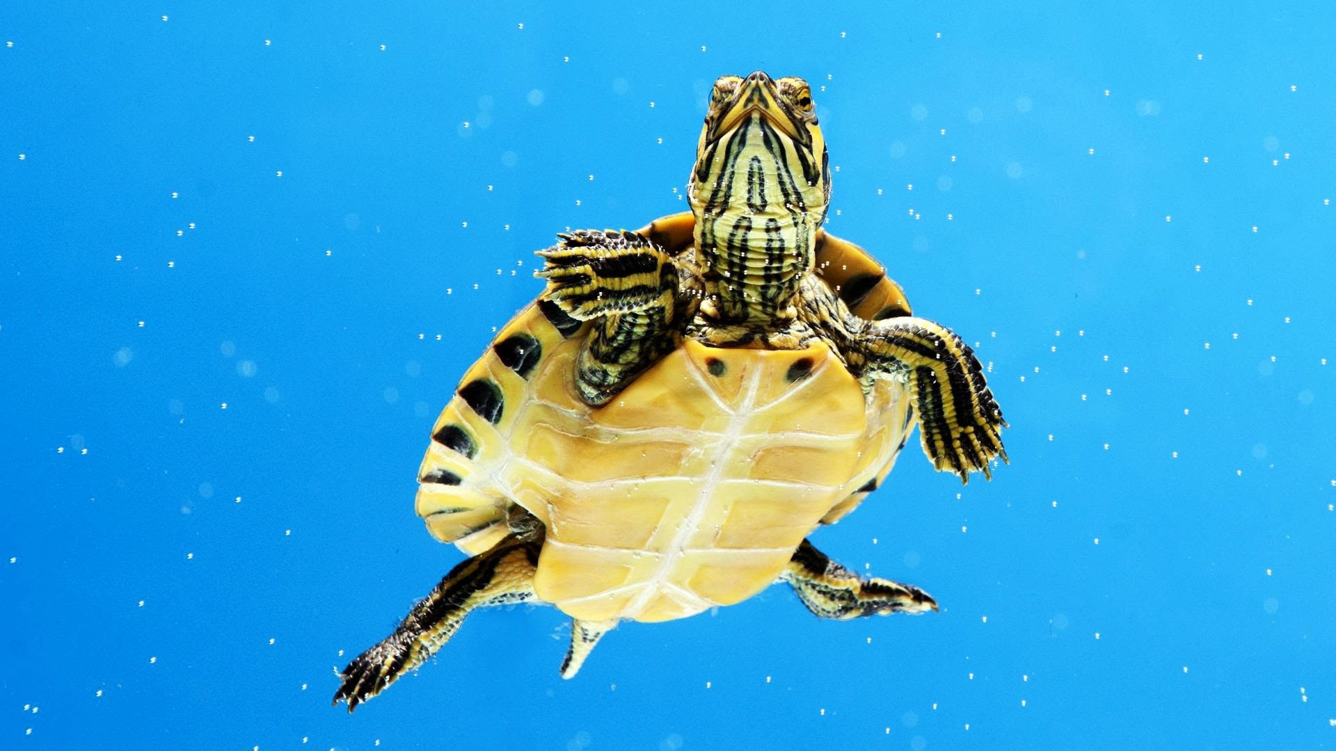 What's an Aquatic Turtle? | Pet Turtles - YouTube