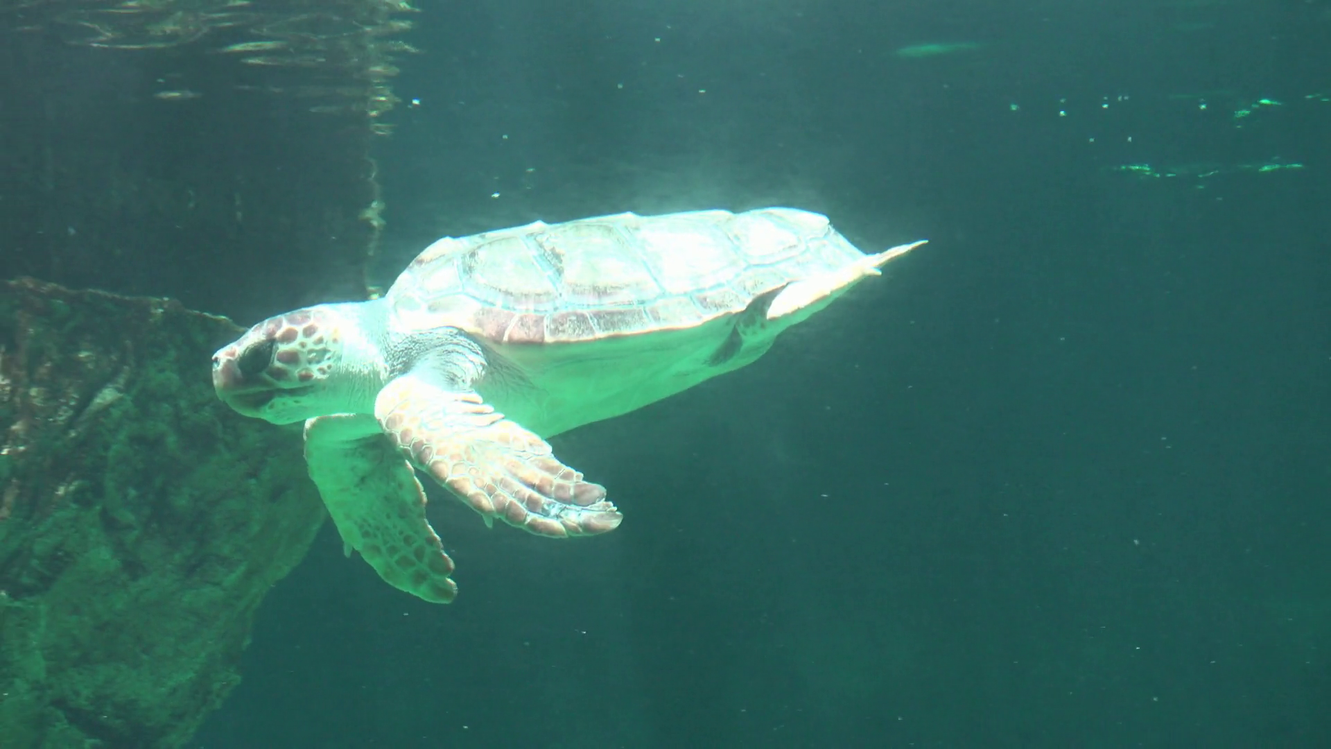 Sea Turtle Breathing Air At Water Surface Stock Video Footage ...