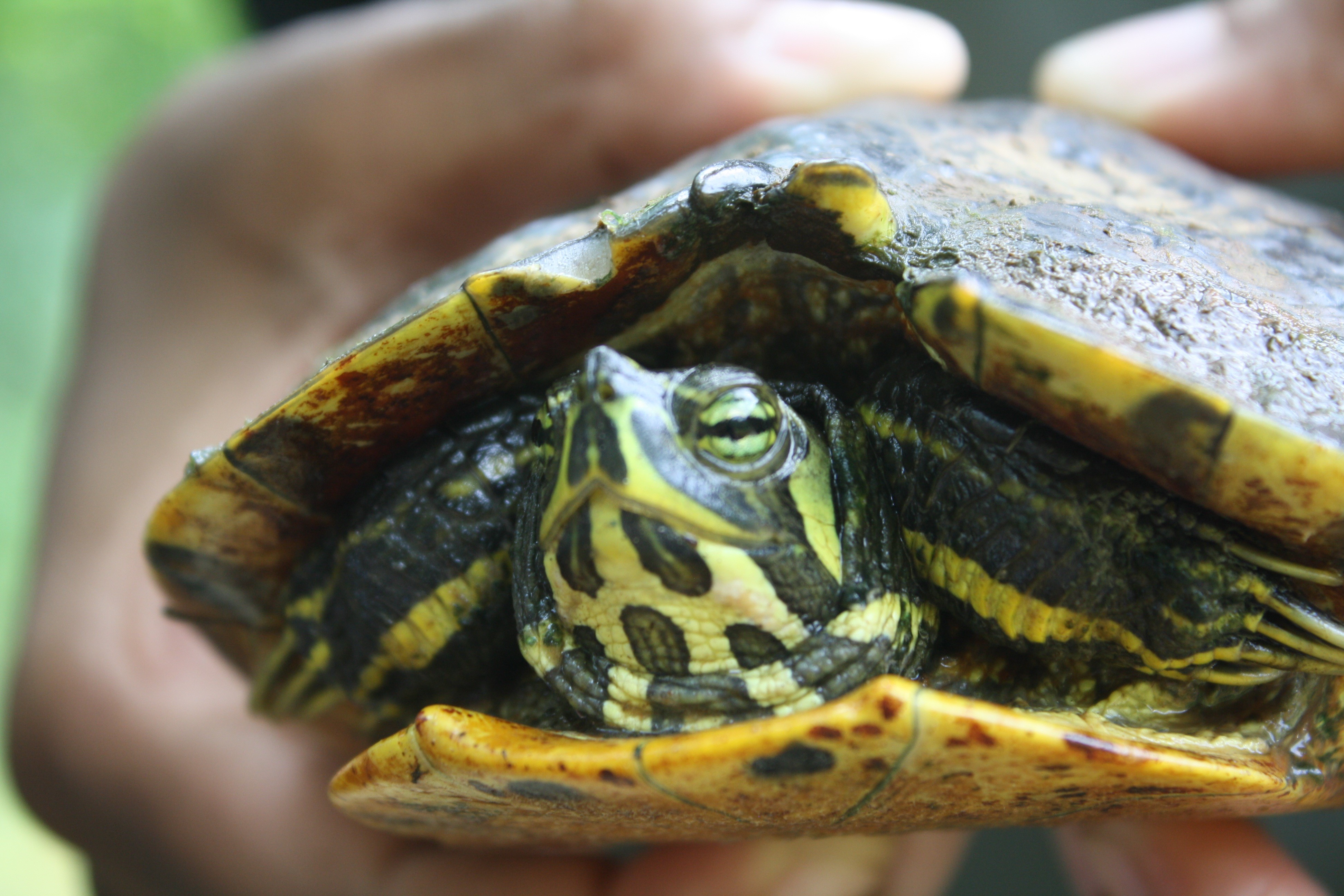 In Awe of Nature: Amazing Aquatic Turtles – The Herp Project