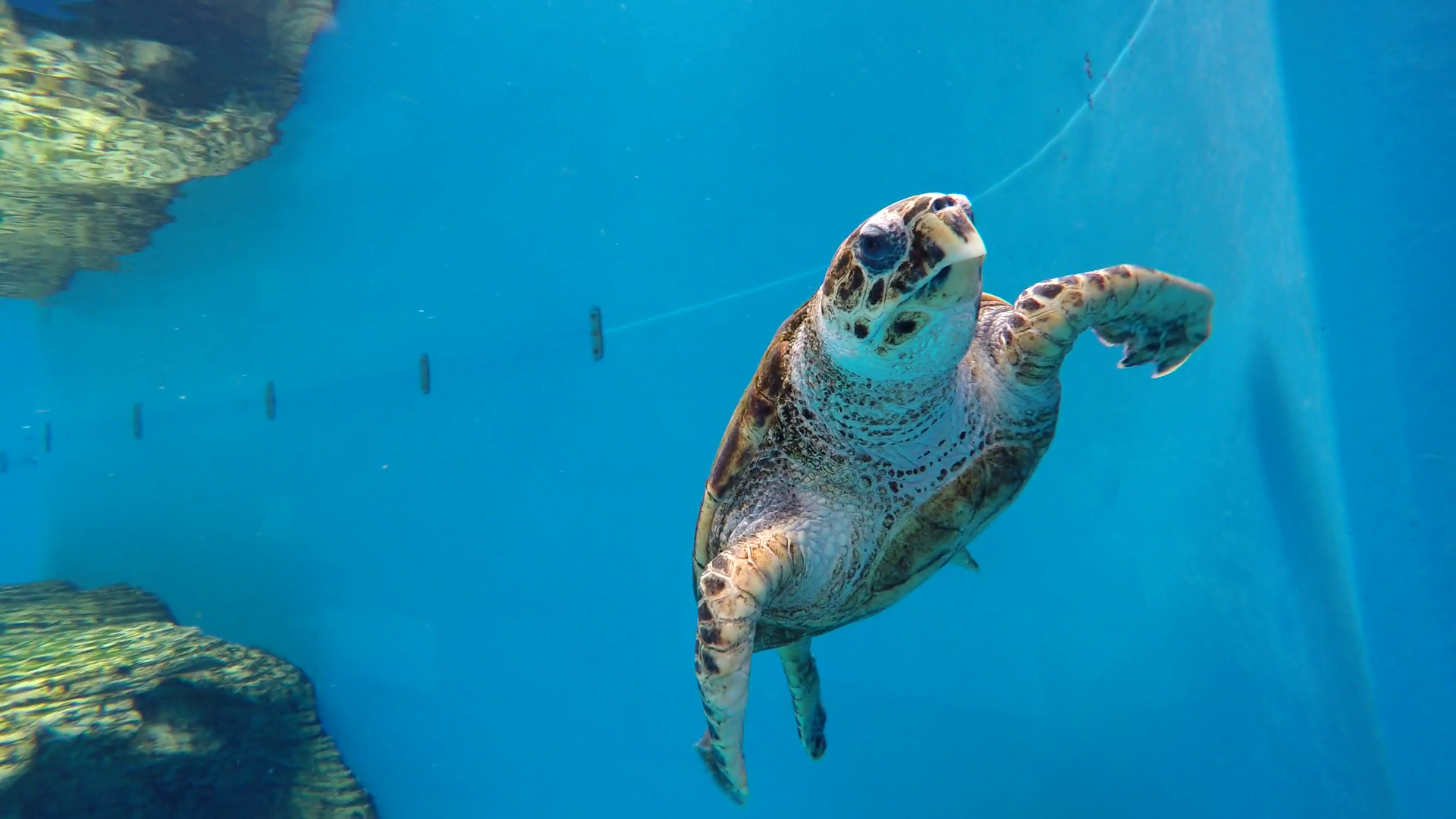 Portrait of big turtle swimming on aquarium water Stock Video ...