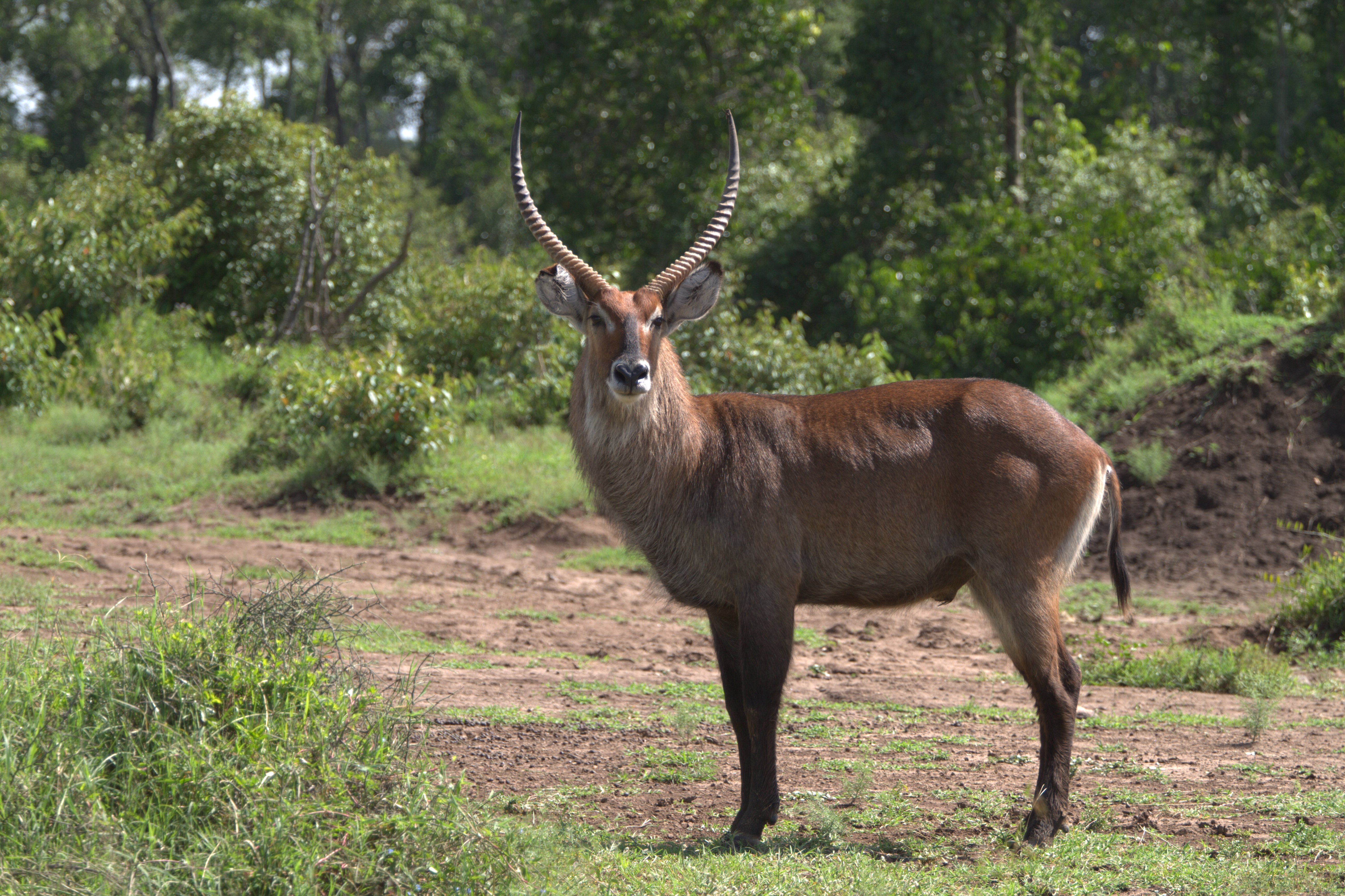 5 Interesting Facts About Waterbuck | Hayden's Animal Facts