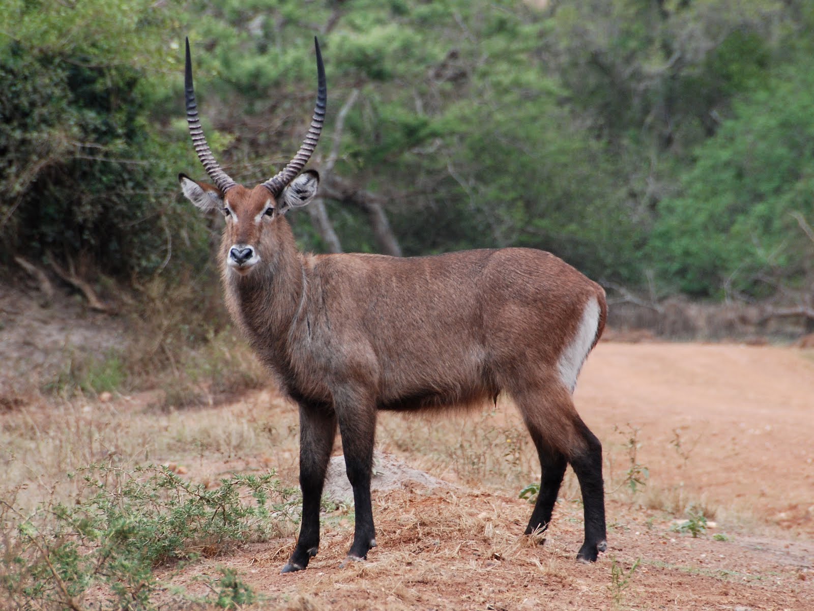 Waterbuck Facts, History, Useful Information and Amazing Pictures