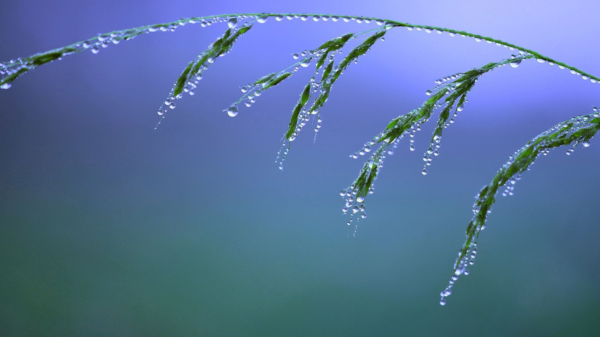 Water drops on the grass wallpaper #28189 1724 | m a c r o ...