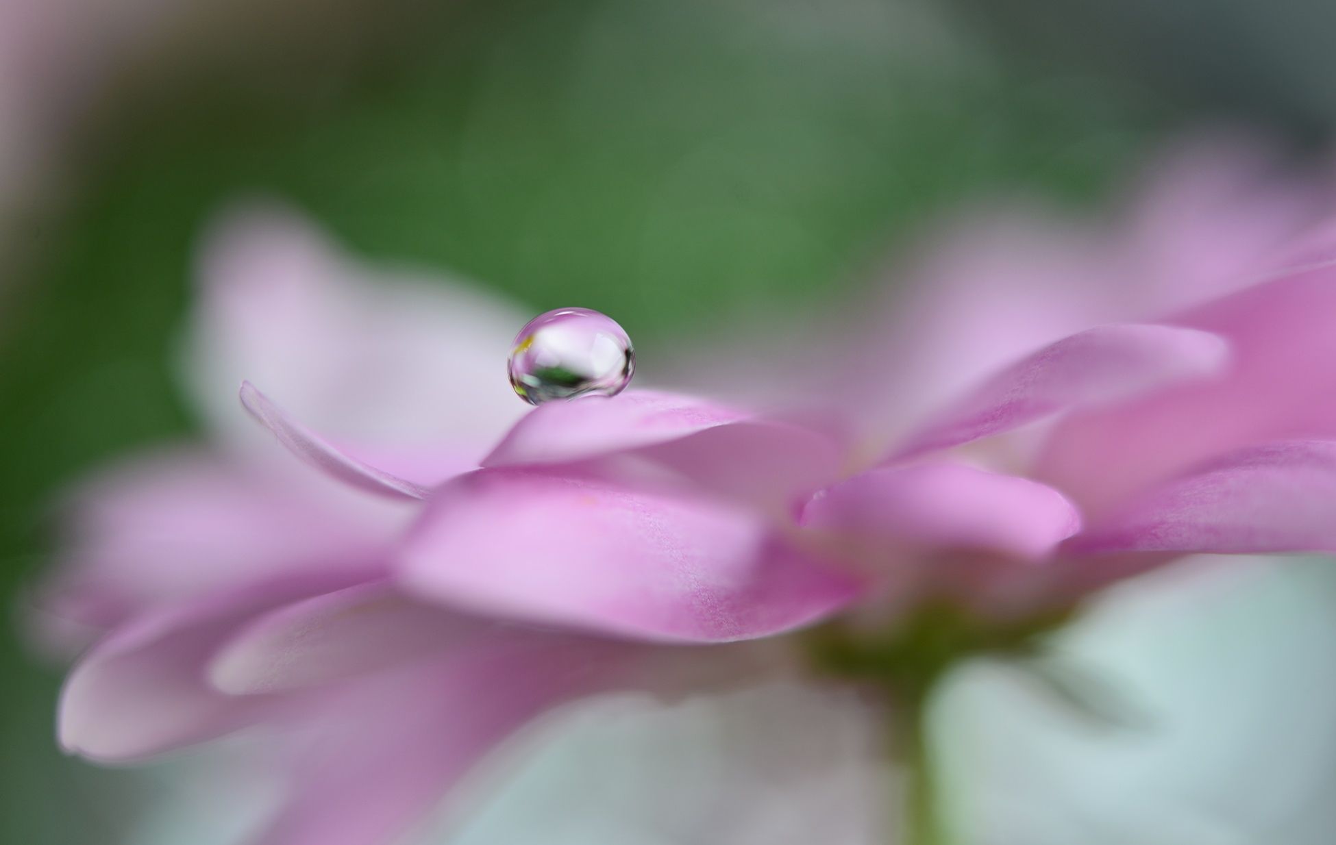 Pink delight in a drop by Heidi Westum on 500px | waterdrops like ...