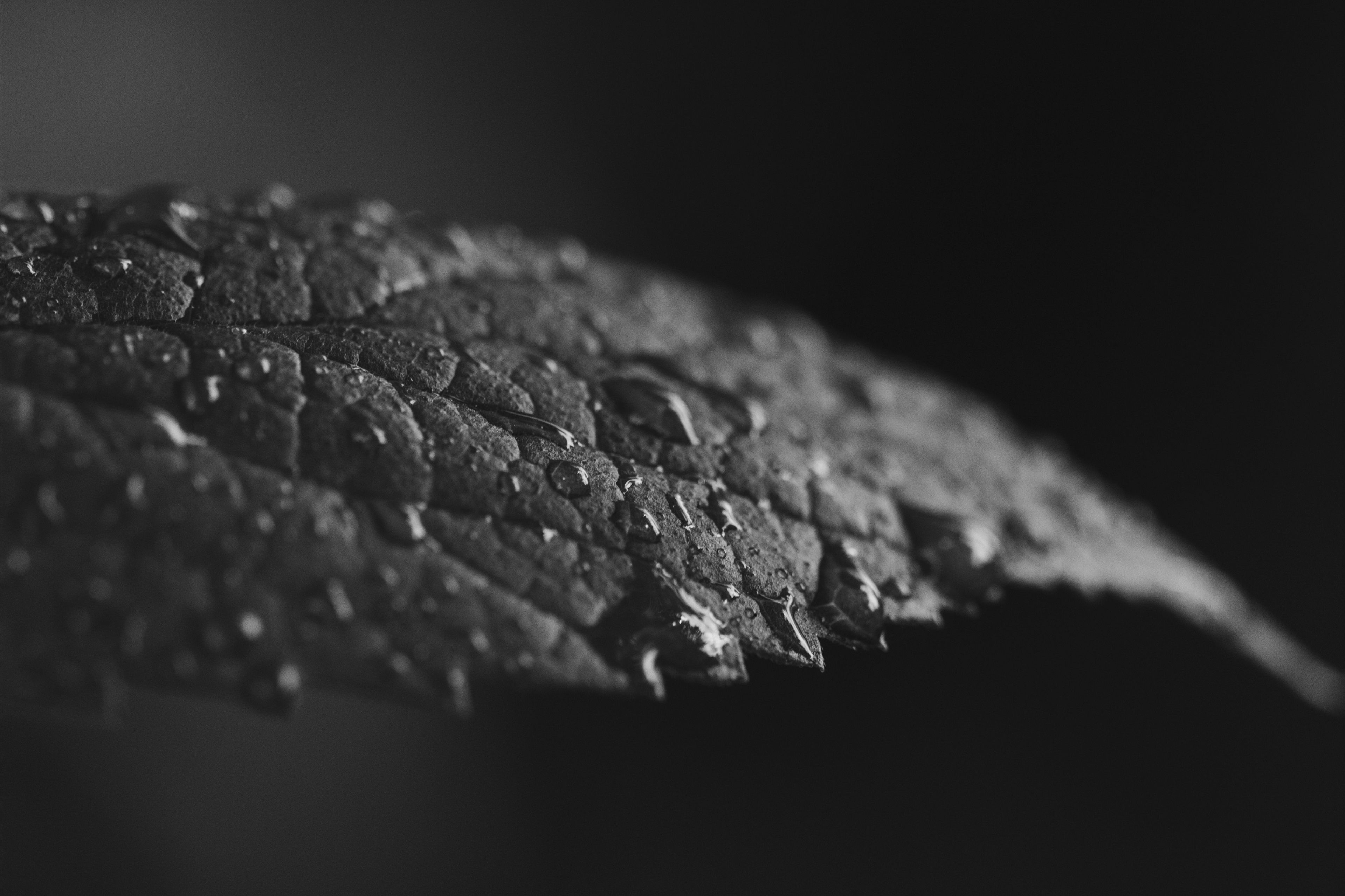 Water Drops on Grey Leaf Wallpaper 4K | Nature | Pinterest | Water ...