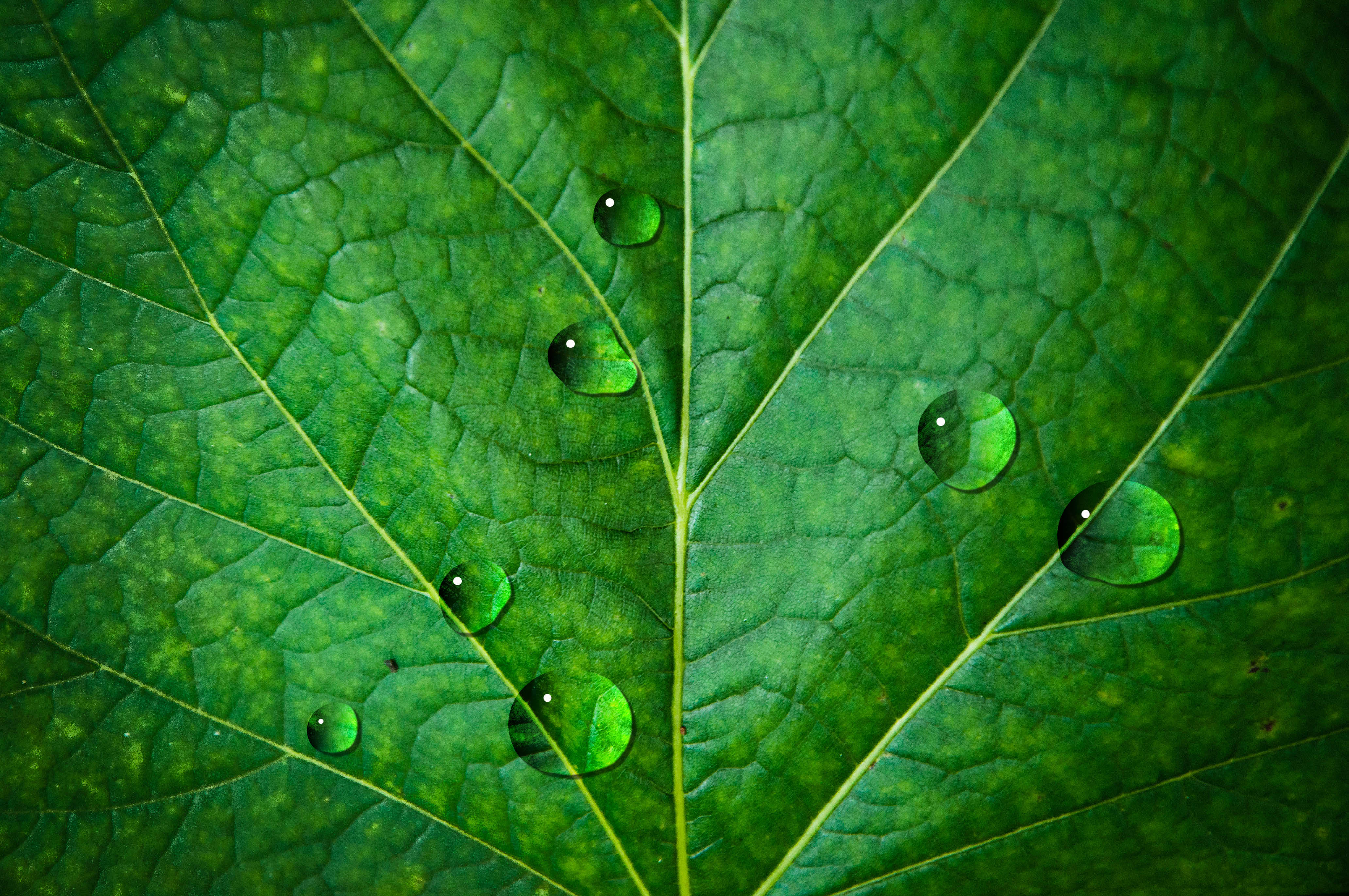 Waterdrops on leaf, Rain, Water, Wallpaper, Veins, HQ Photo