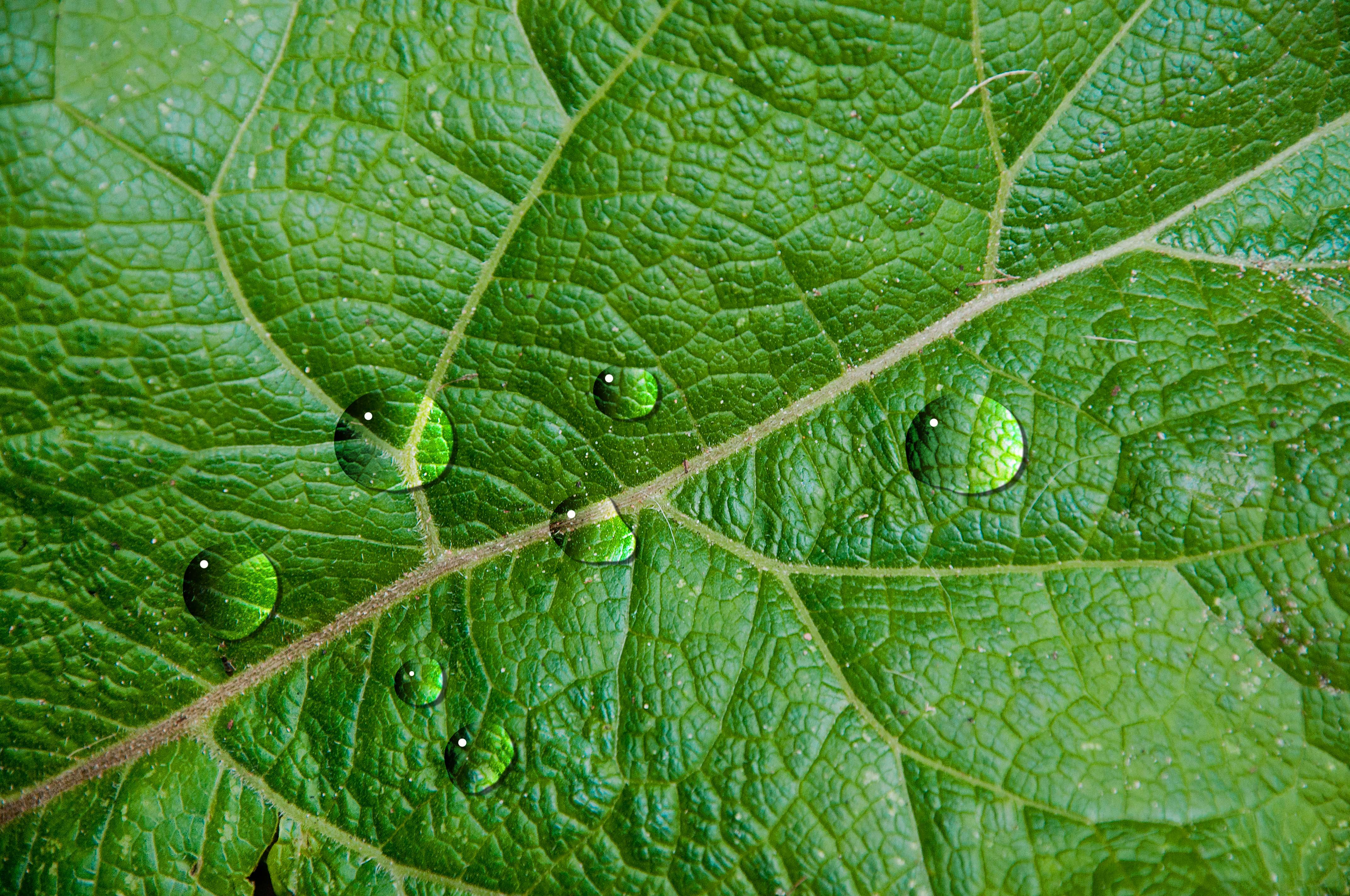 Waterdrops on leaf photo