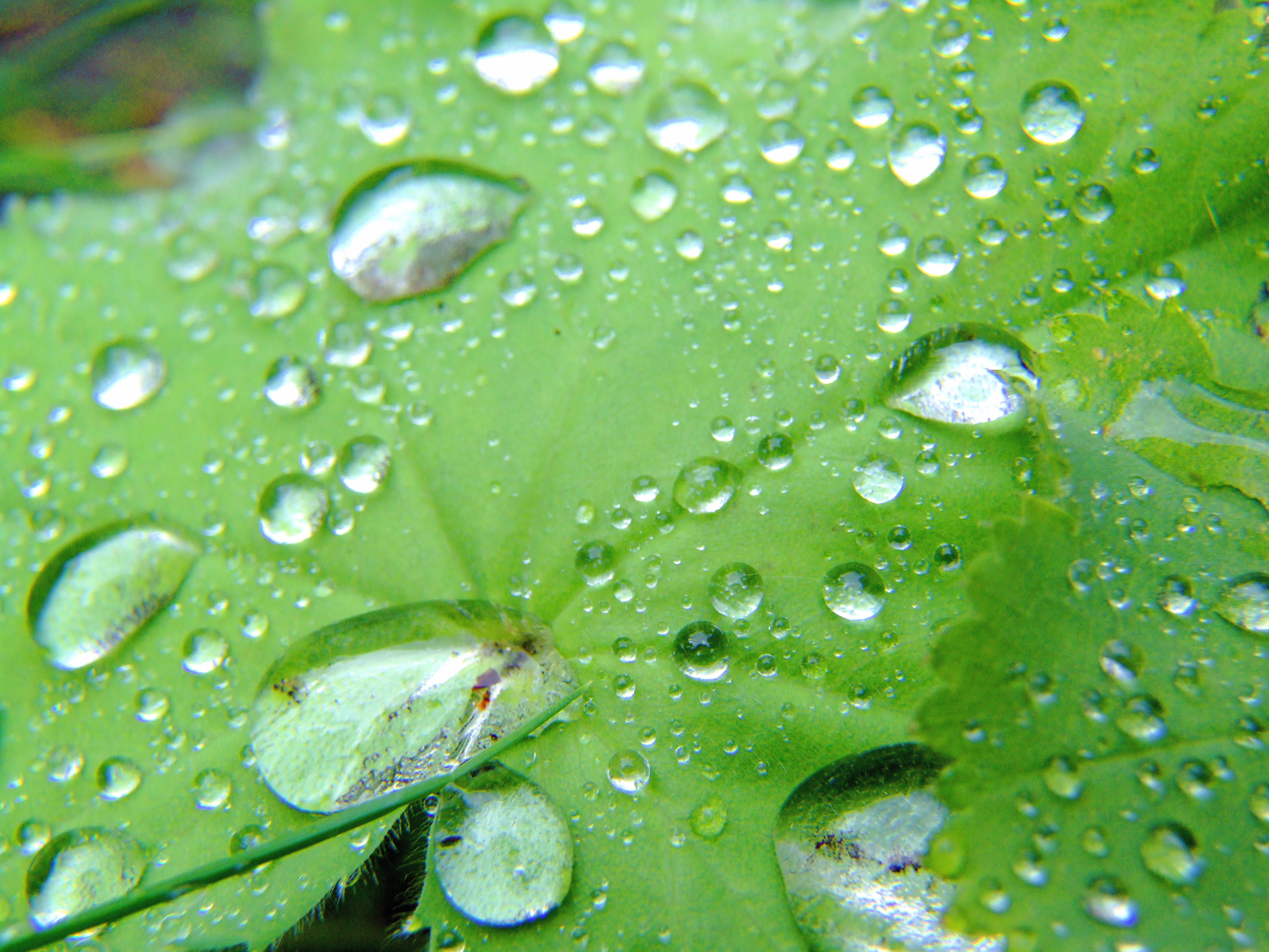 File:Water drops on green leaf.jpg - Wikimedia Commons