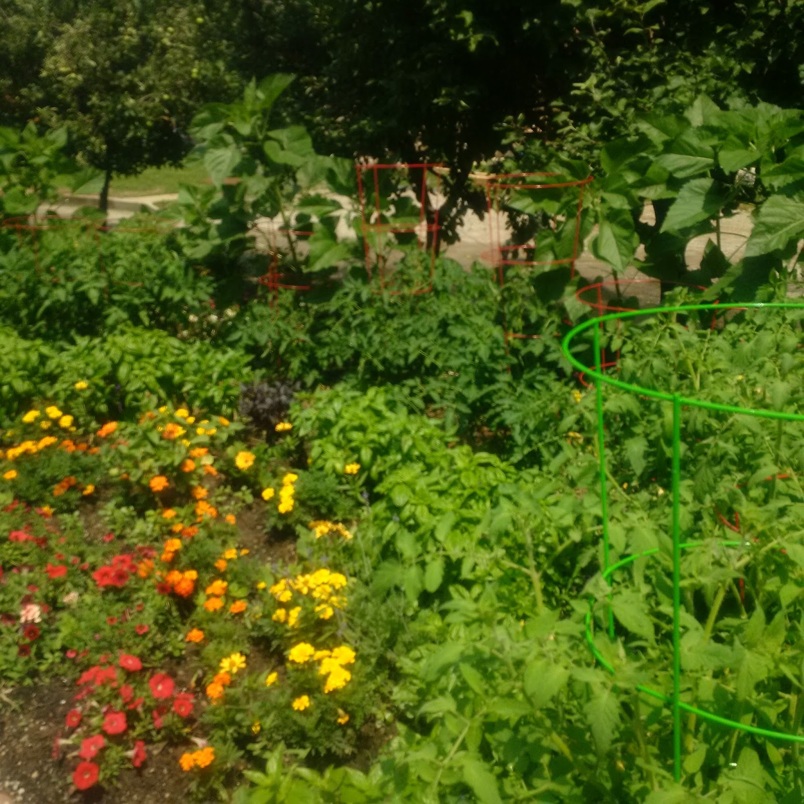 Stoddart Avenue Community Garden: Like a Watered Garden