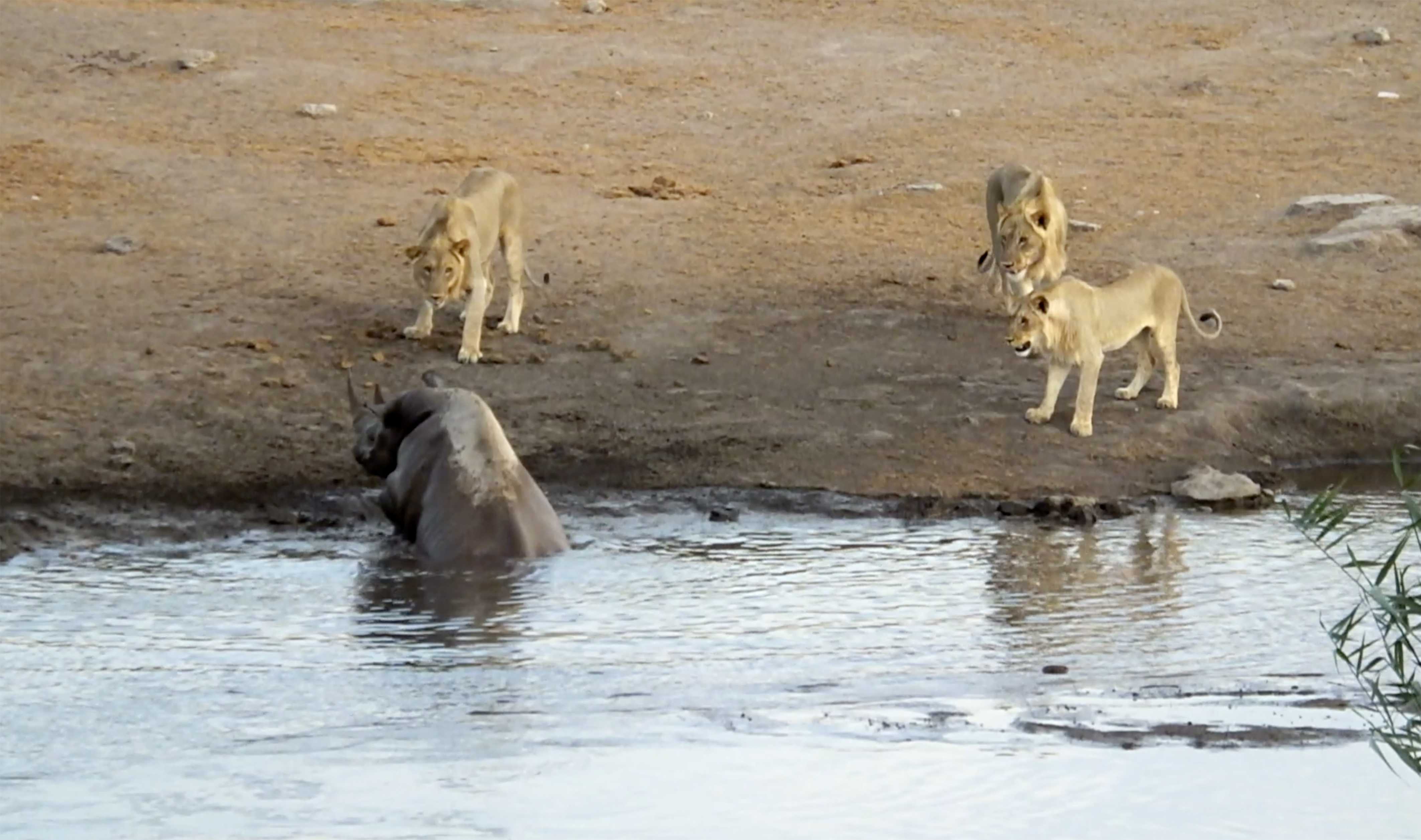 British tourist captures moment rhino almost gets eaten by lions ...